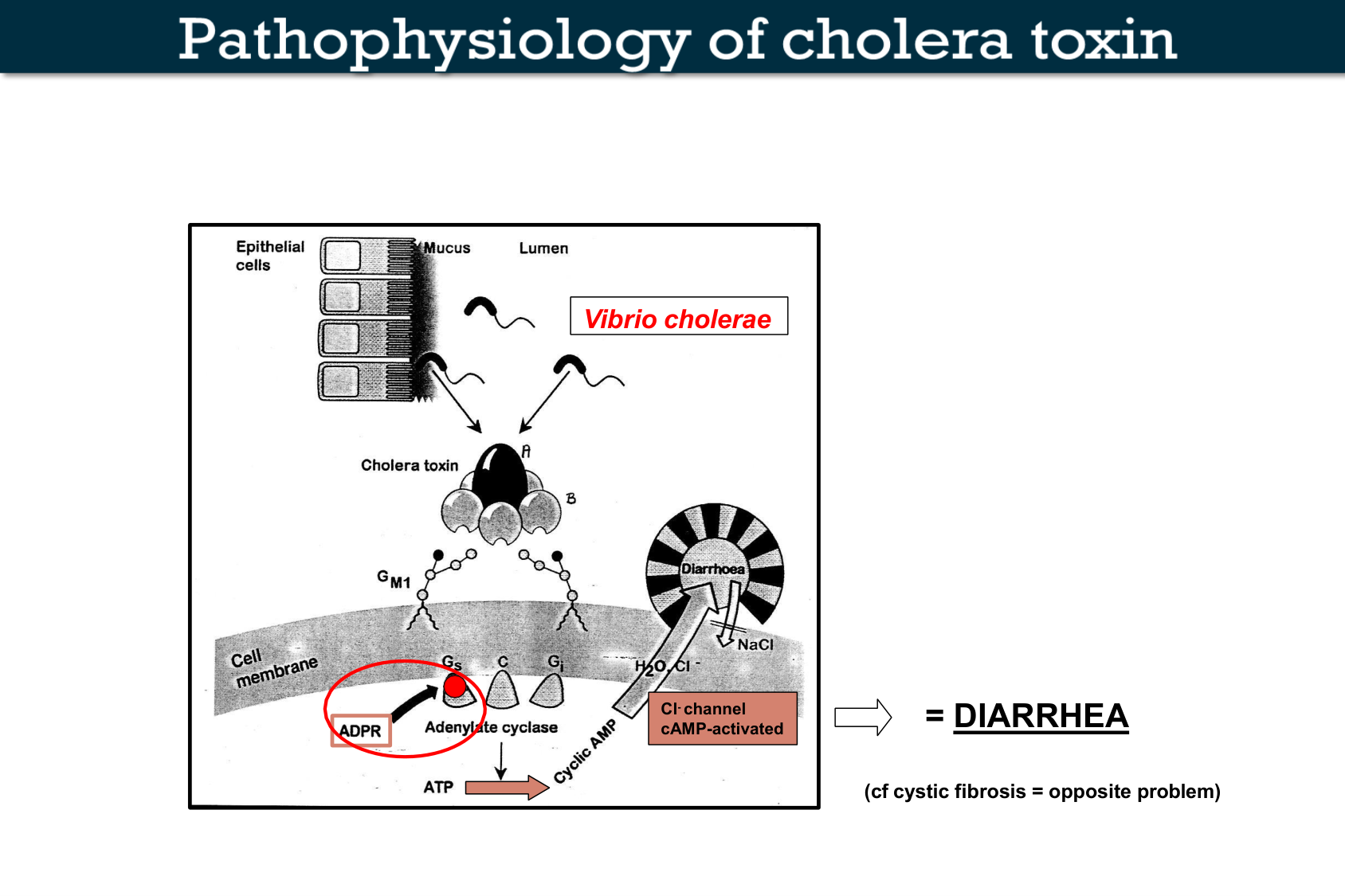 Motilité, transport et flore page 73