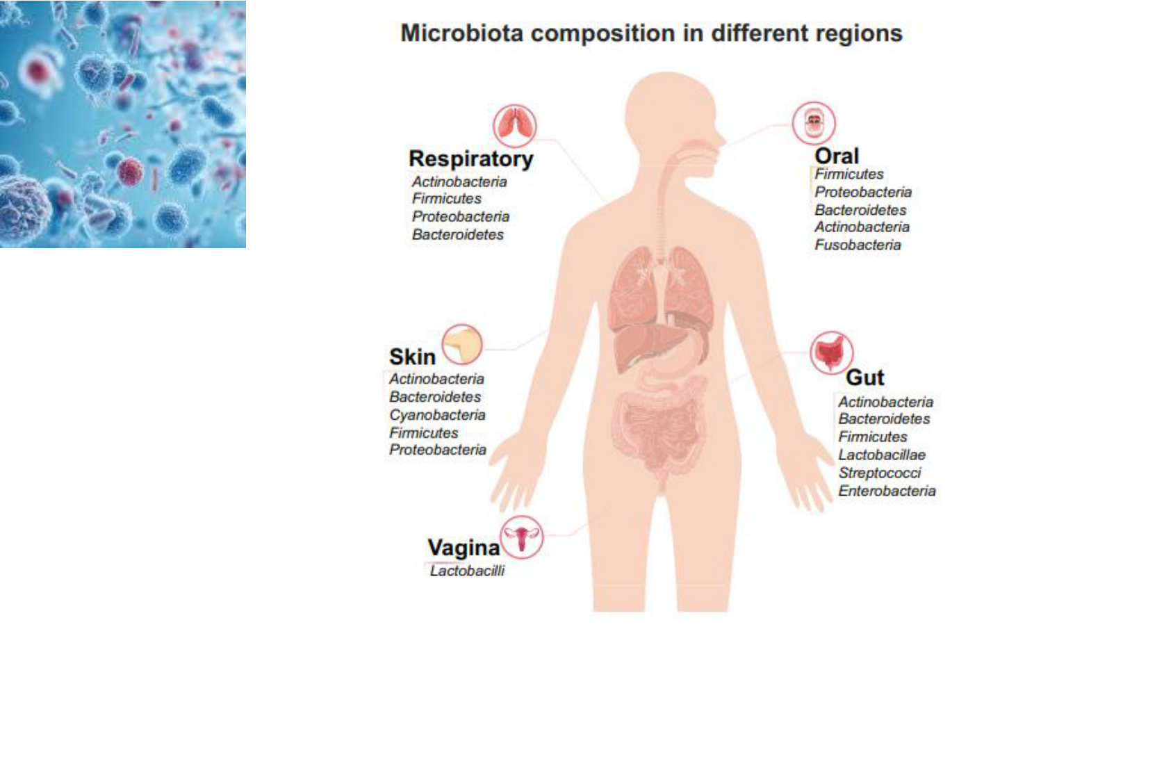 Motilité, transport et flore page 77