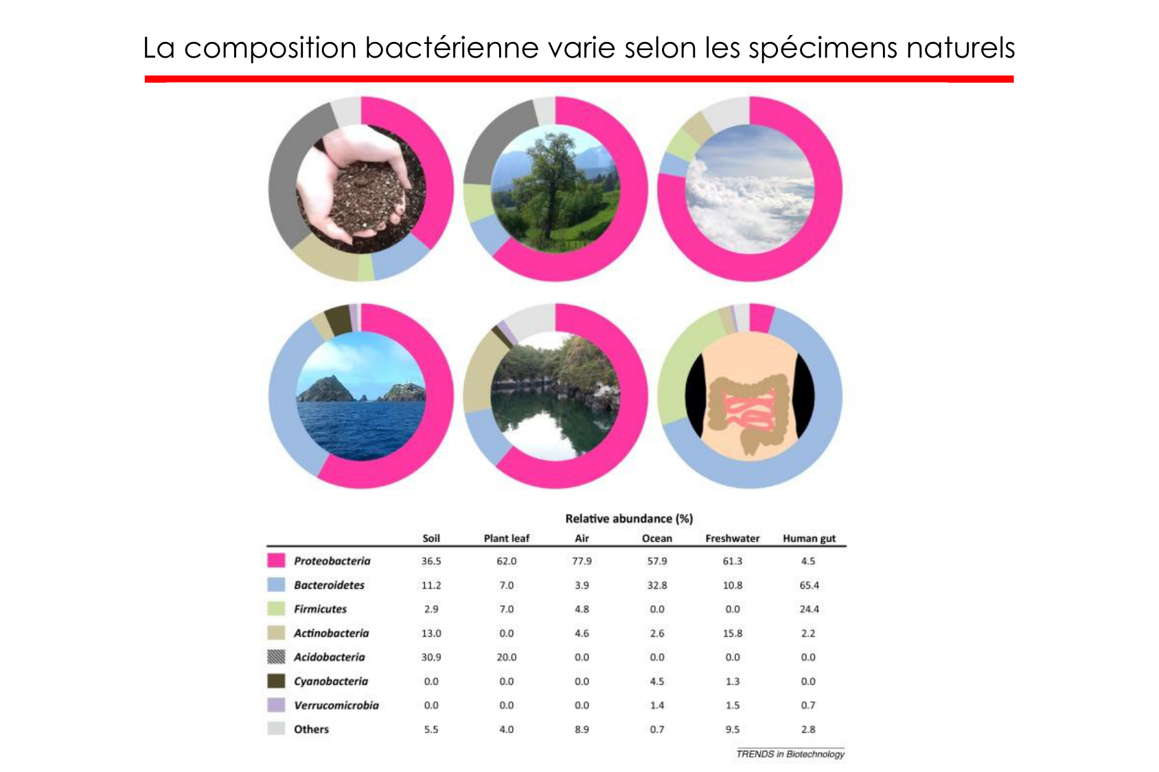 Motilité, transport et flore page 80