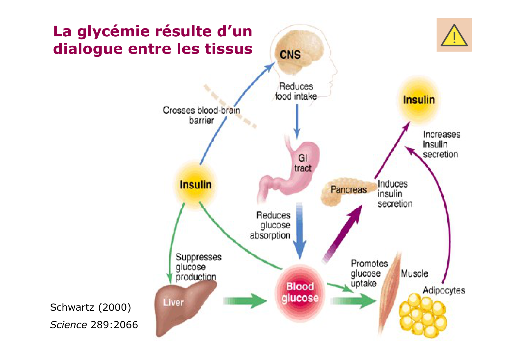 Régulation de la glycémie page 6