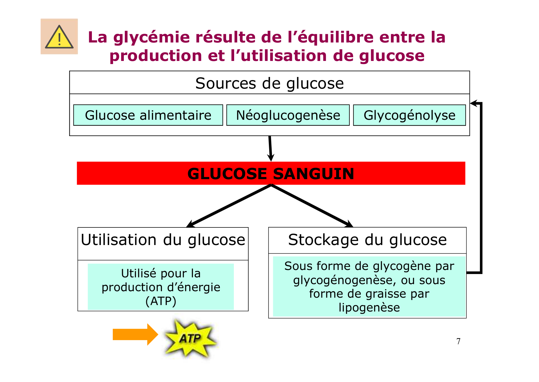 Régulation de la glycémie page 7