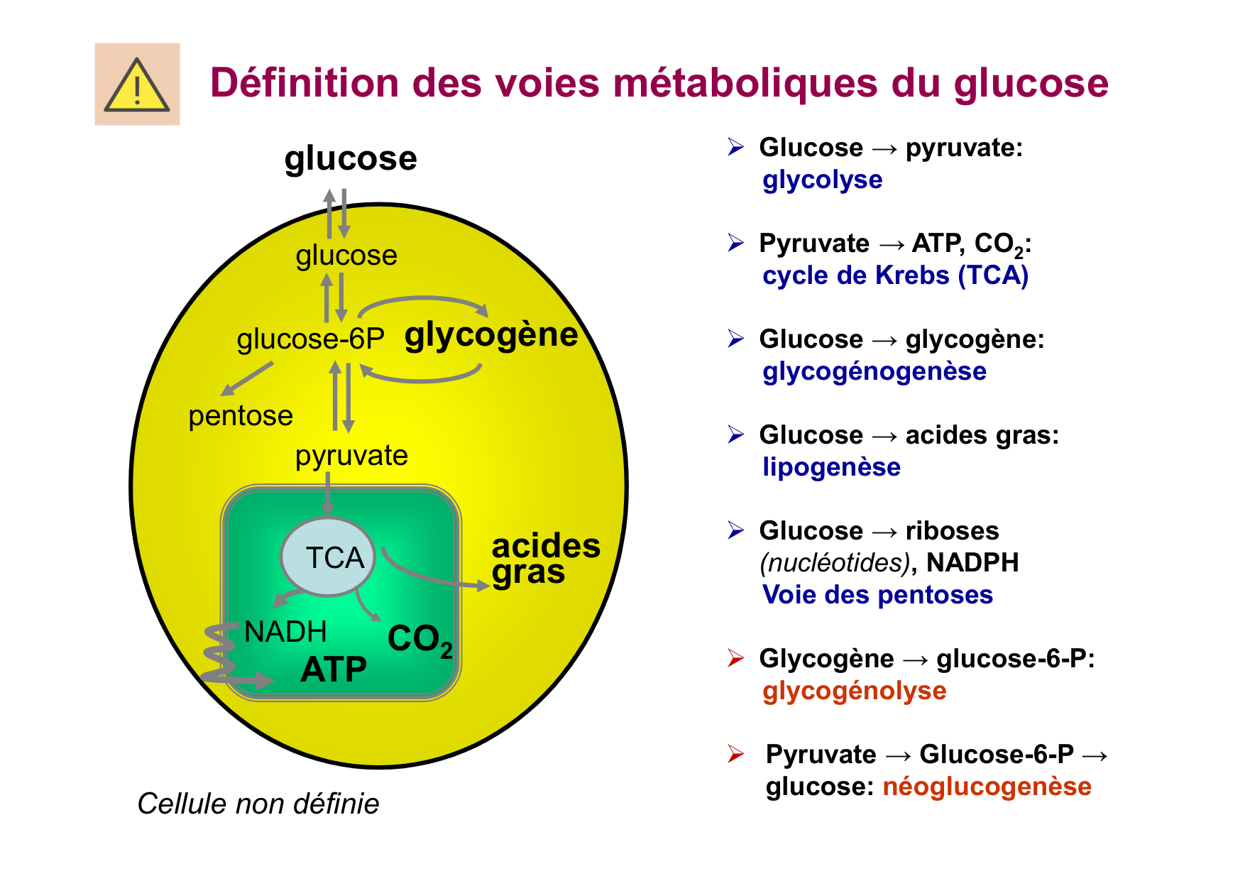 Régulation de la glycémie page 8