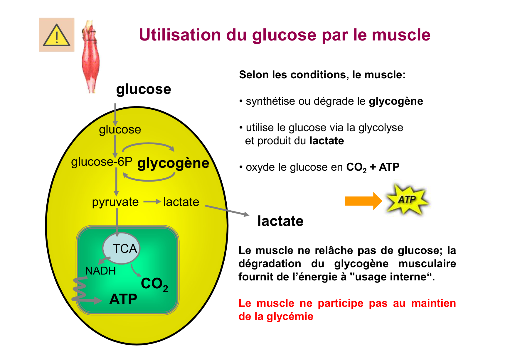 Régulation de la glycémie page 9