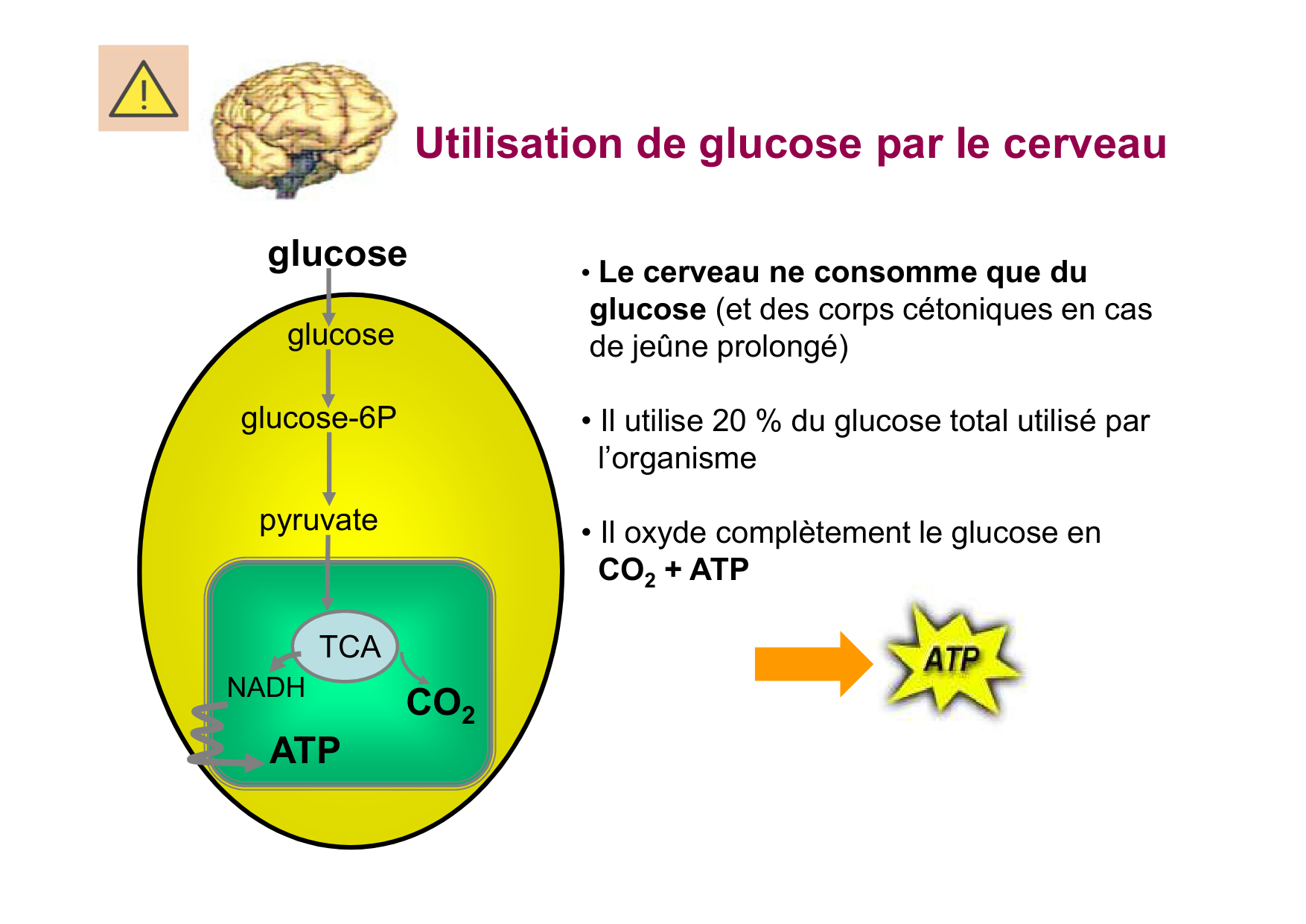 Régulation de la glycémie page 10