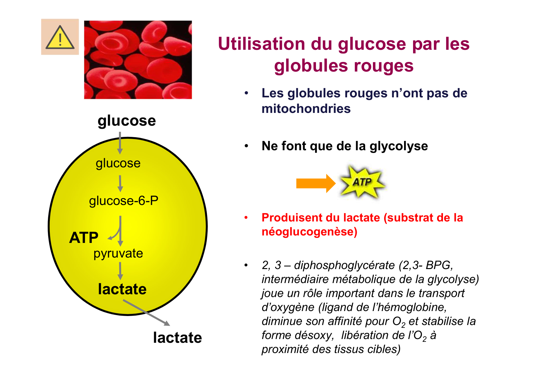 Régulation de la glycémie page 11