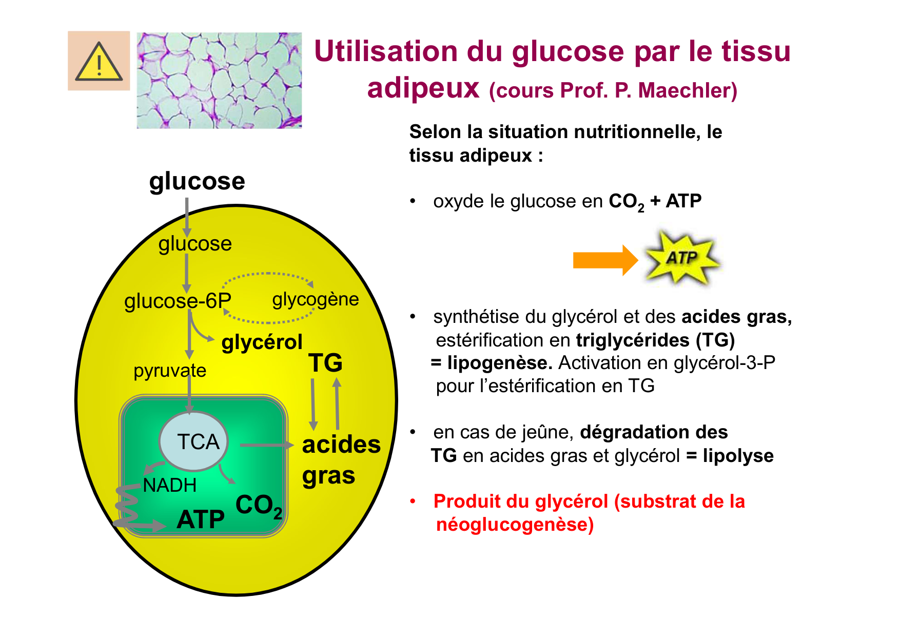 Régulation de la glycémie page 12