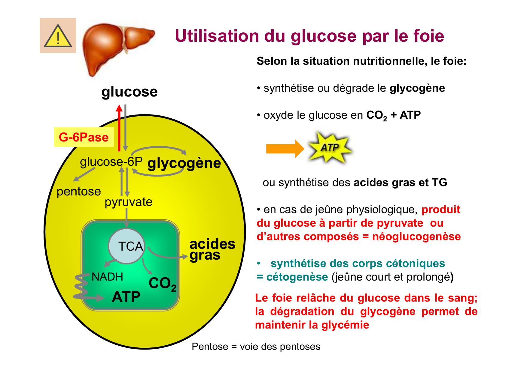 Régulation de la glycémie page 13