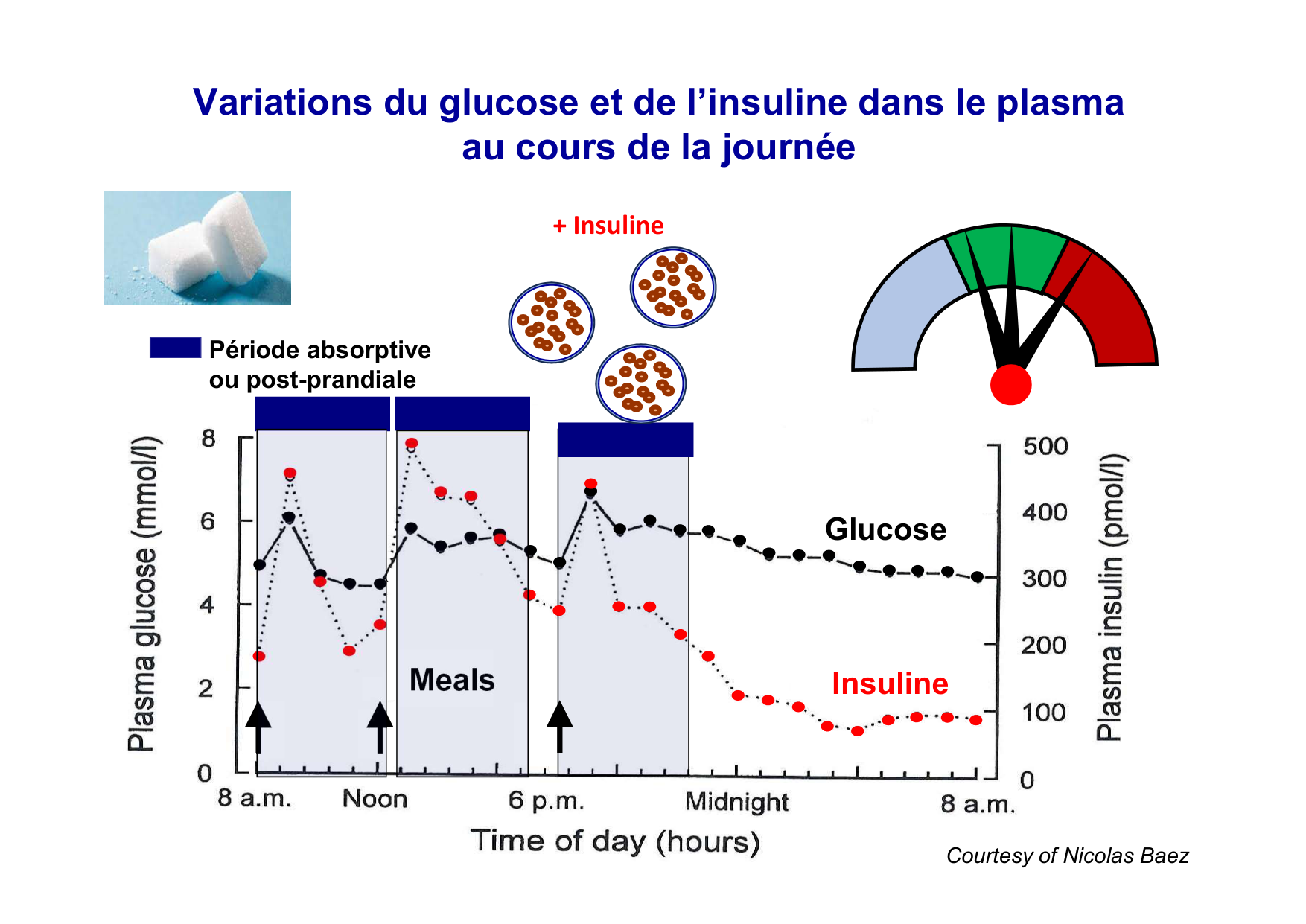 Régulation de la glycémie page 16