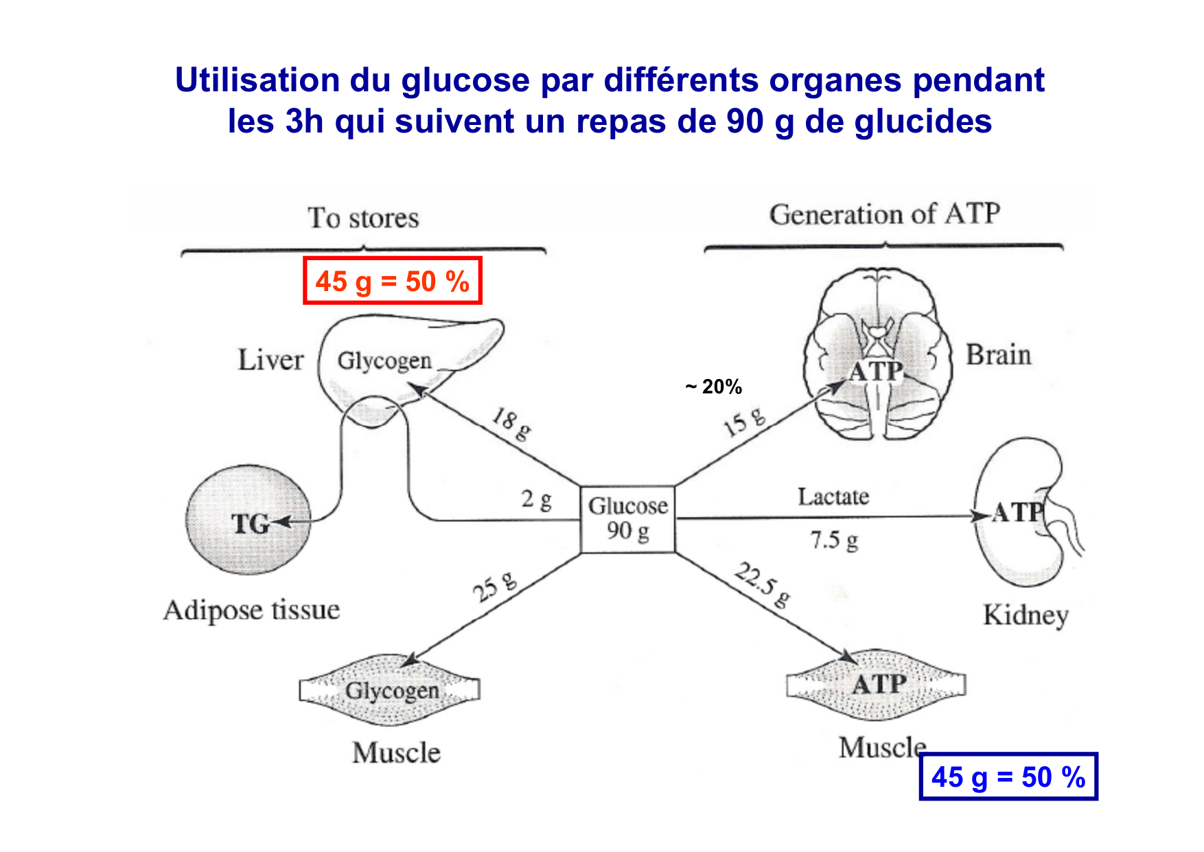 Régulation de la glycémie page 17