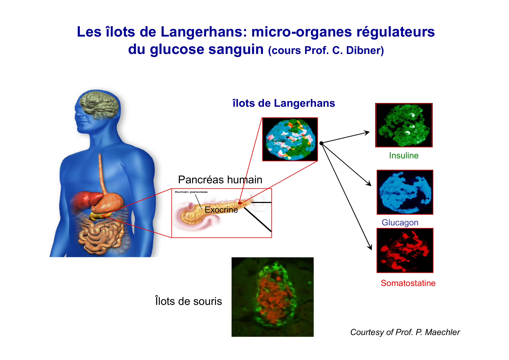 Régulation de la glycémie page 19