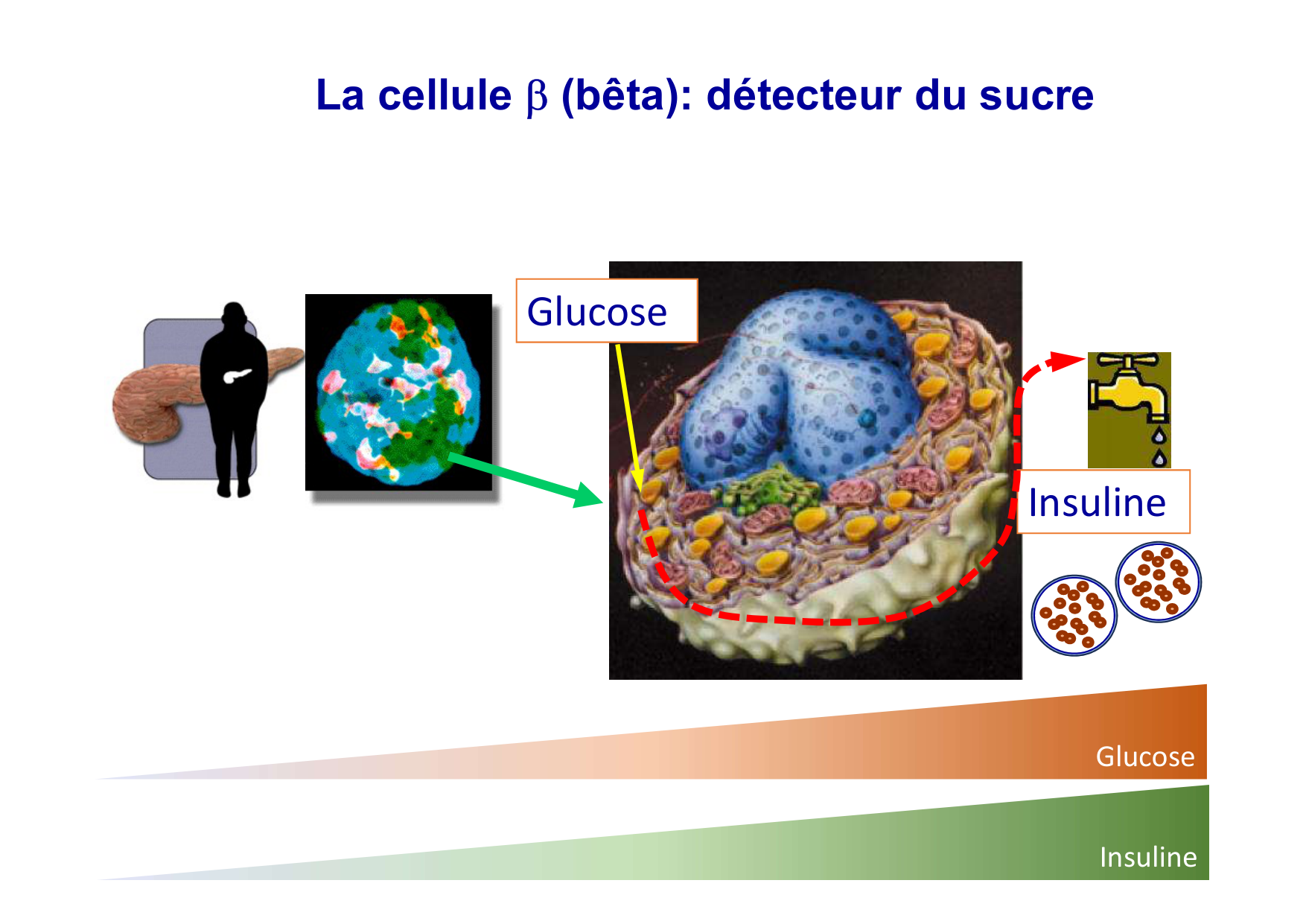 Régulation de la glycémie page 20