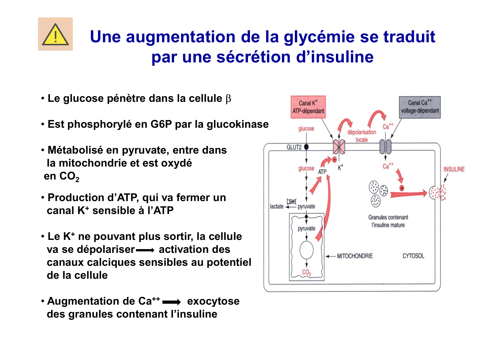 Régulation de la glycémie page 22