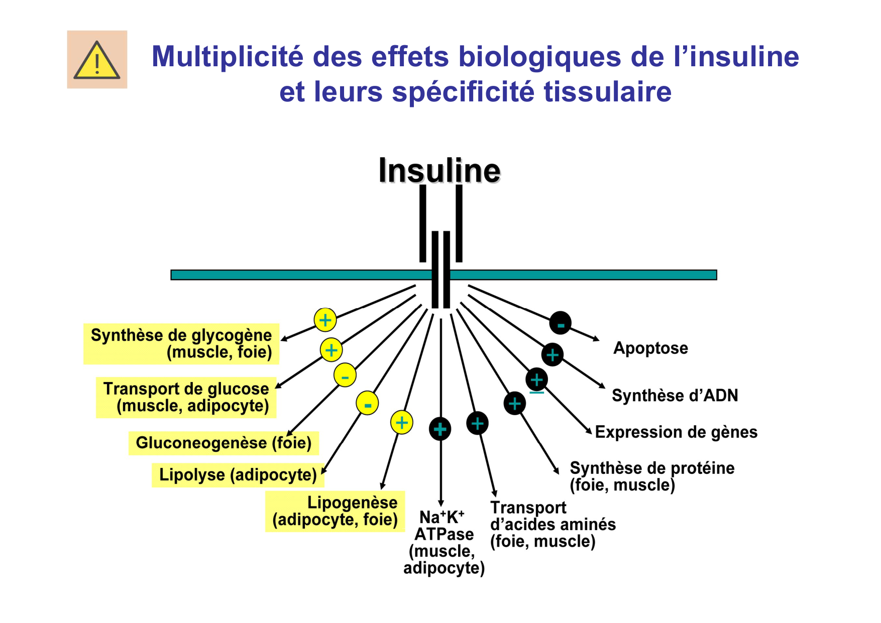 Régulation de la glycémie page 23