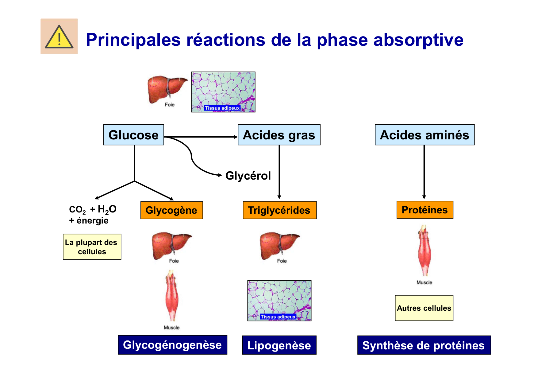 Régulation de la glycémie page 24