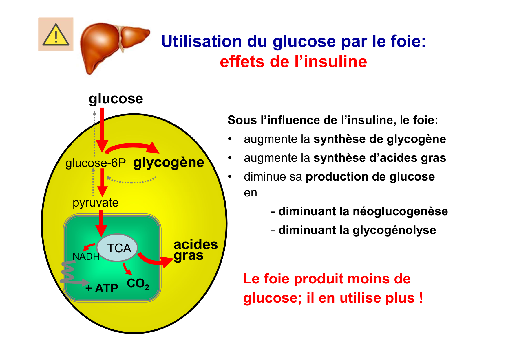 Régulation de la glycémie page 25