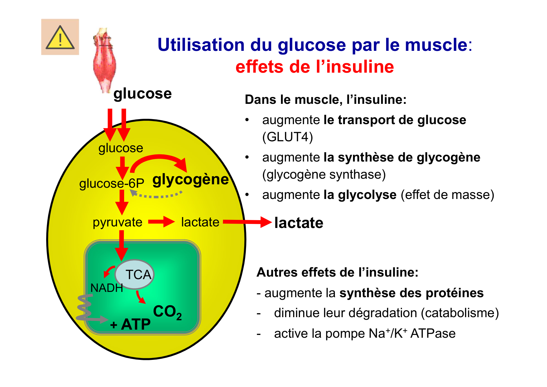 Régulation de la glycémie page 26