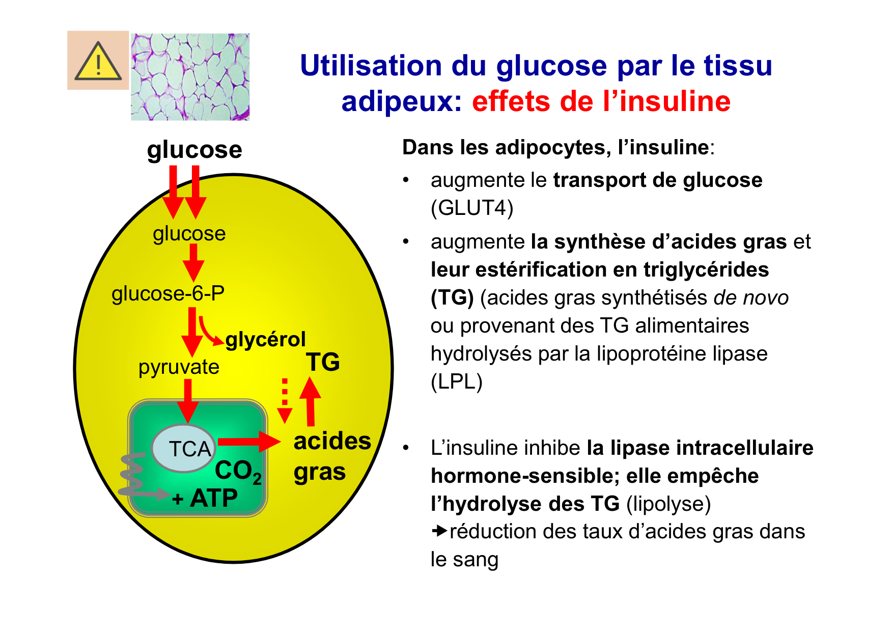 Régulation de la glycémie page 27