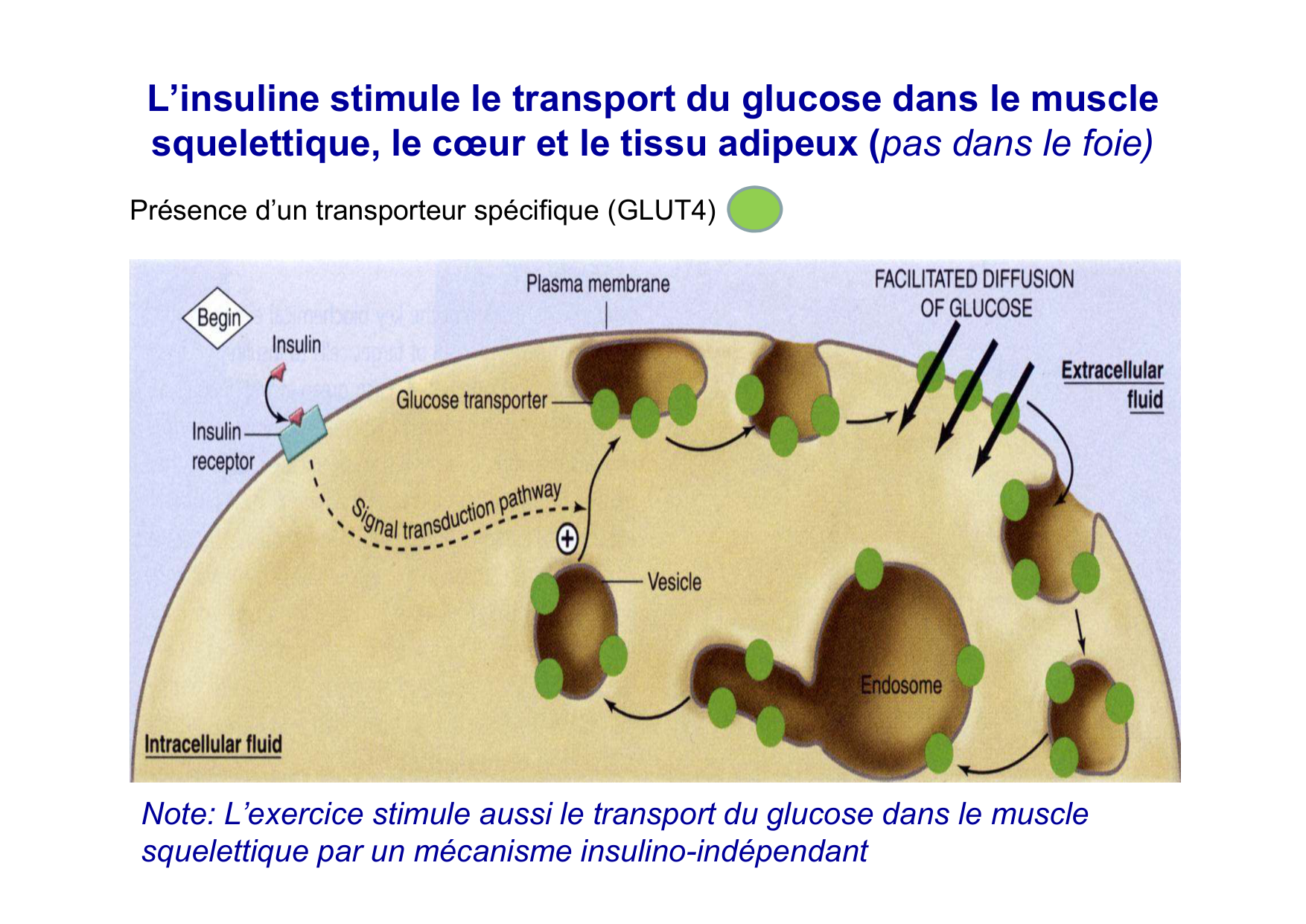 Régulation de la glycémie page 29