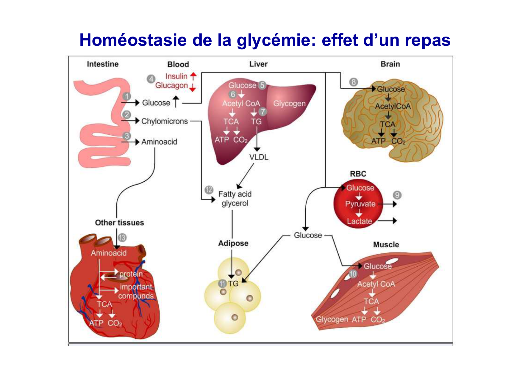 Régulation de la glycémie page 30