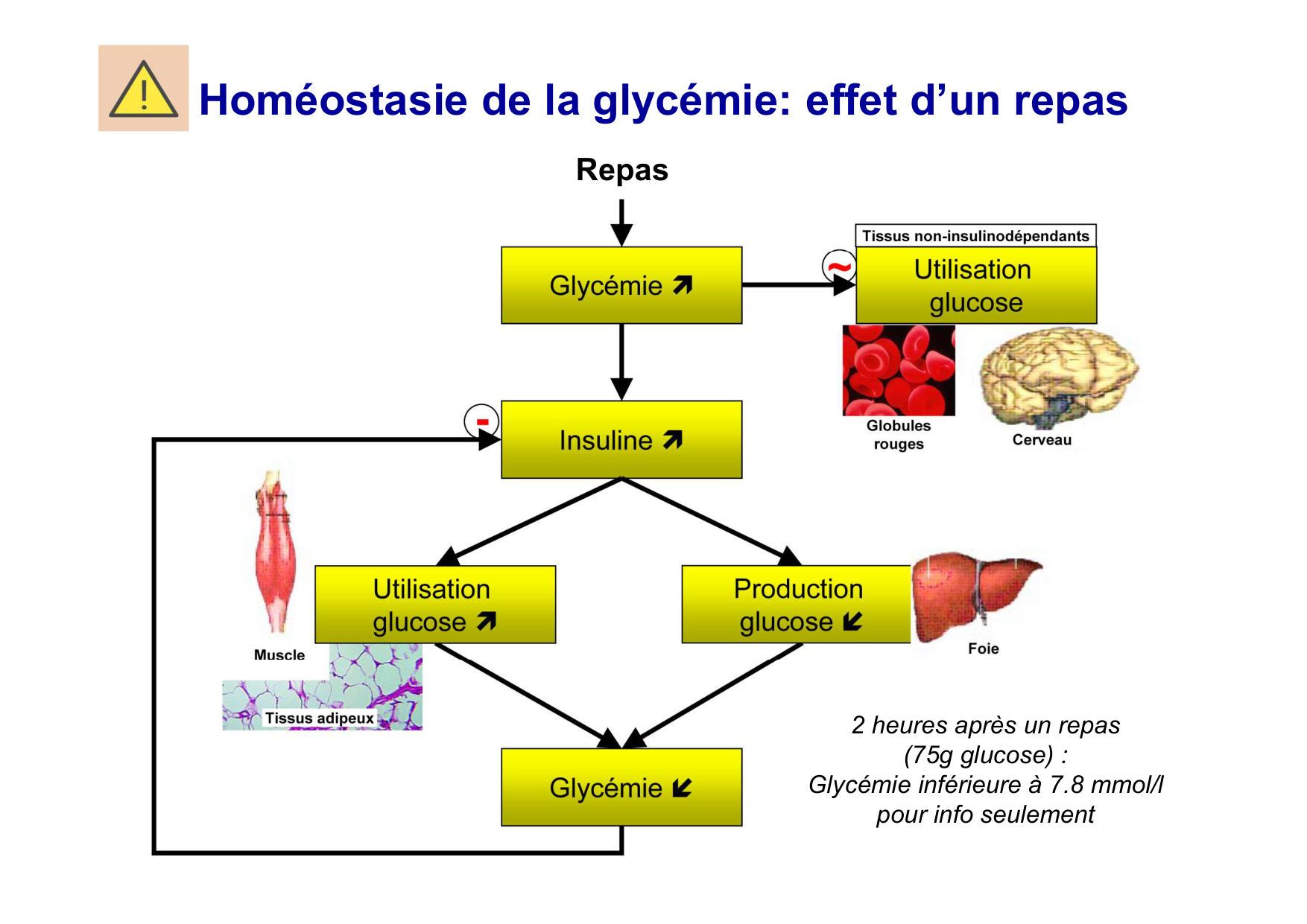 Régulation de la glycémie page 31