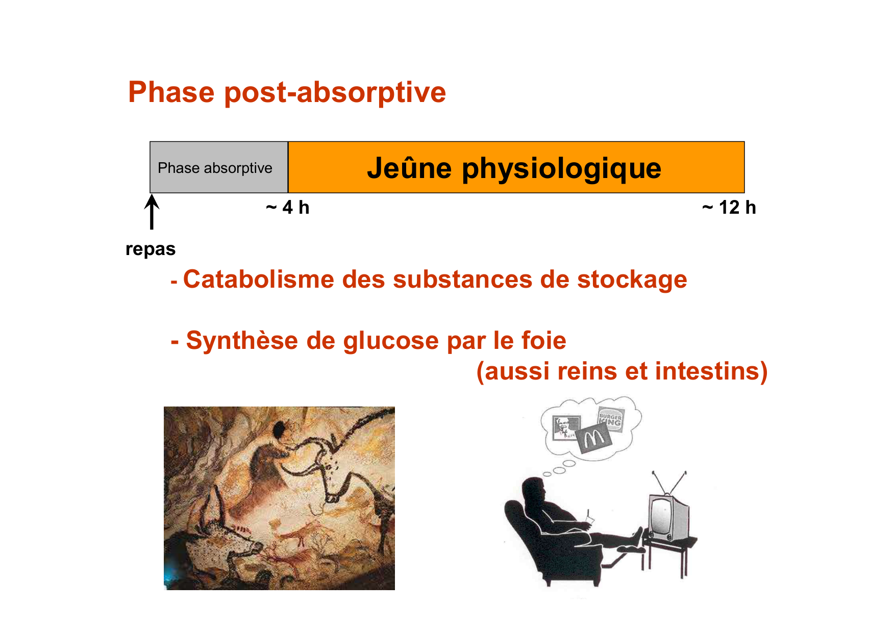 Régulation de la glycémie page 36