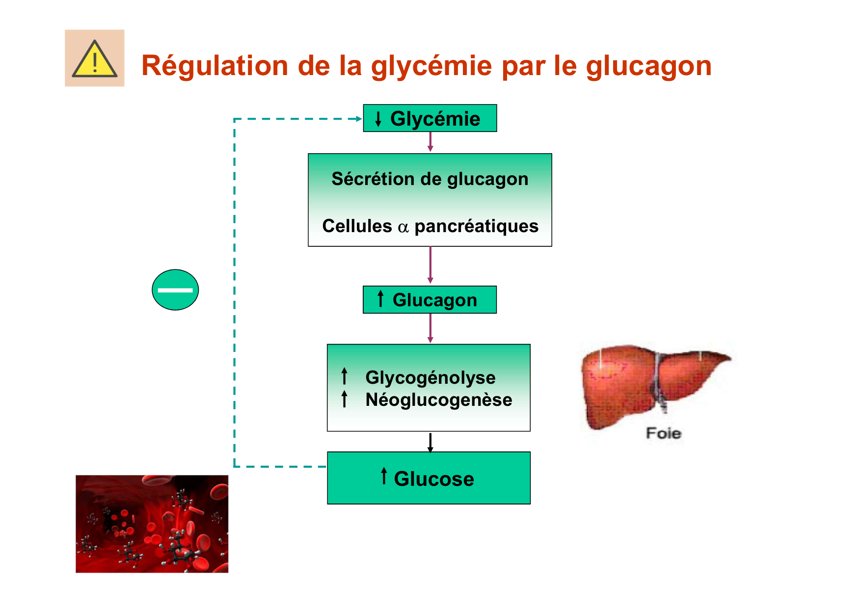 Régulation de la glycémie page 40