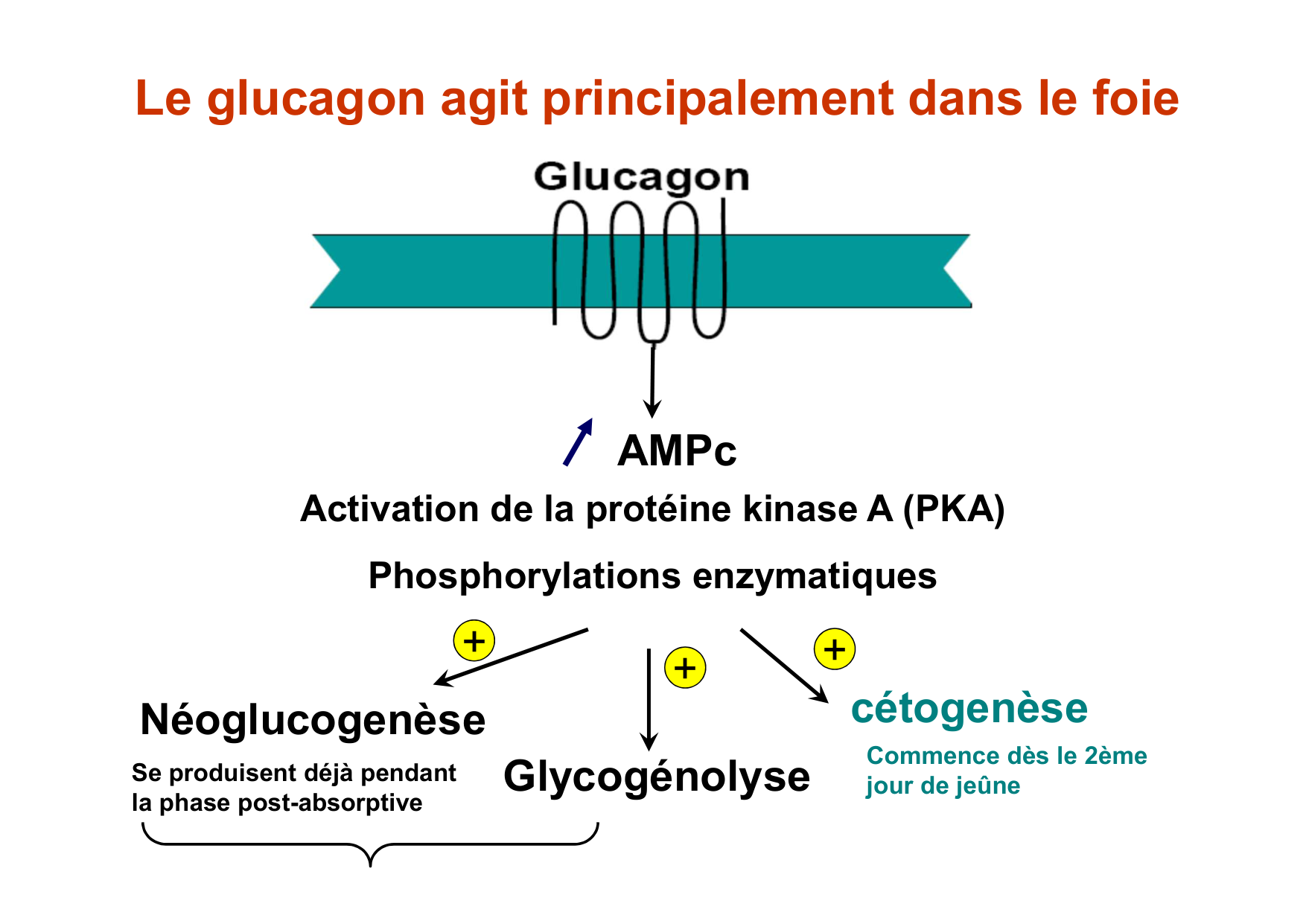 Régulation de la glycémie page 41