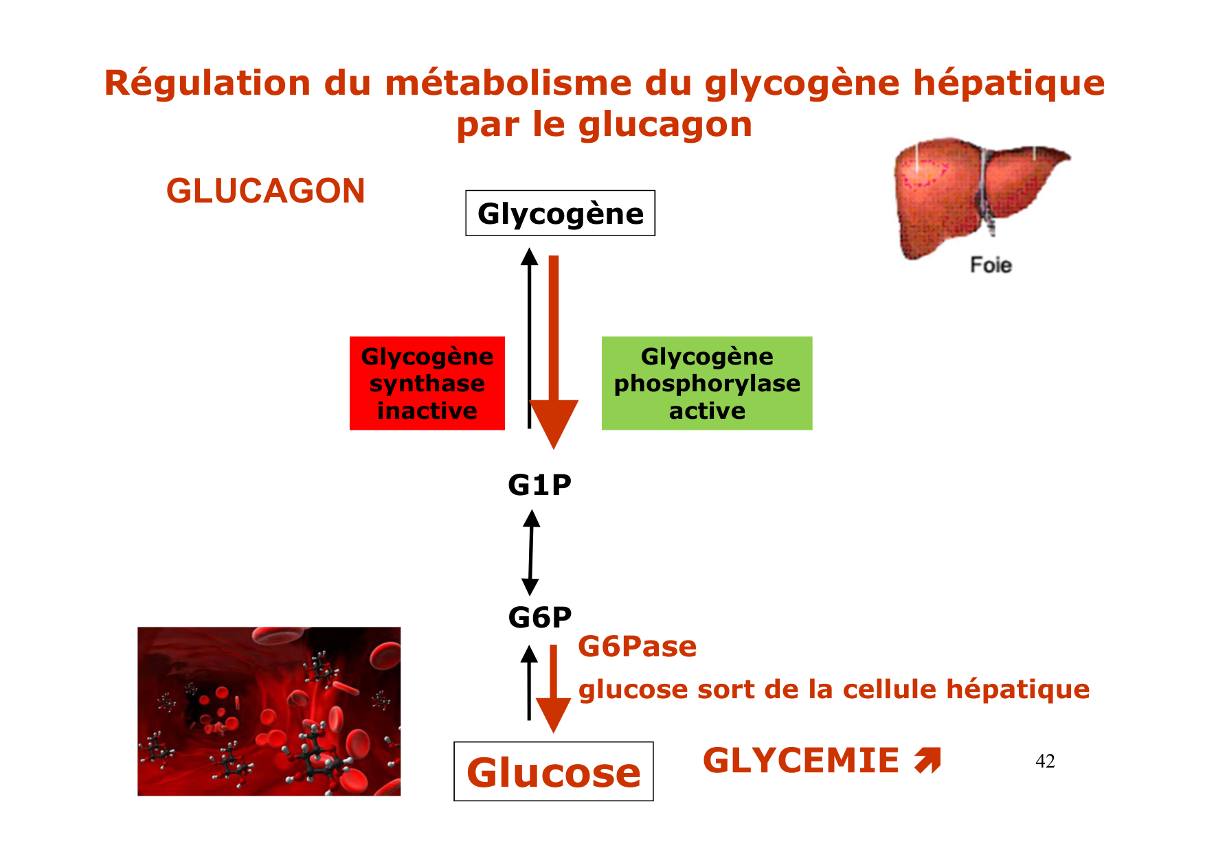 Régulation de la glycémie page 42