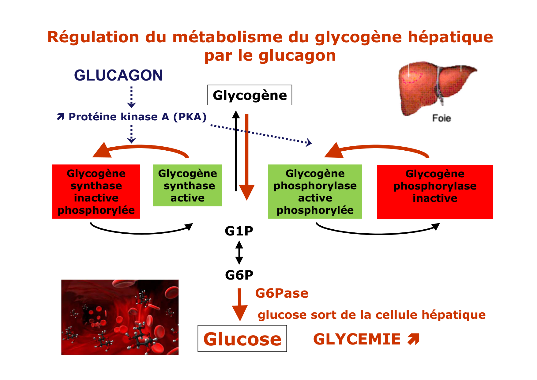 Régulation de la glycémie page 43