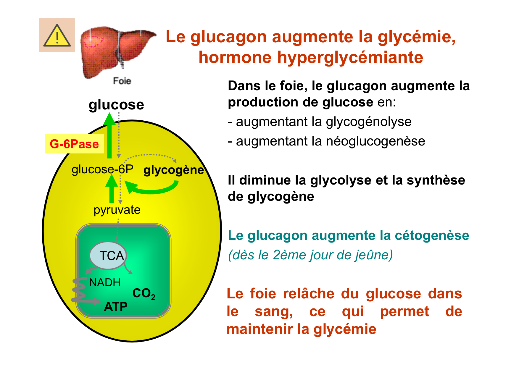 Régulation de la glycémie page 44