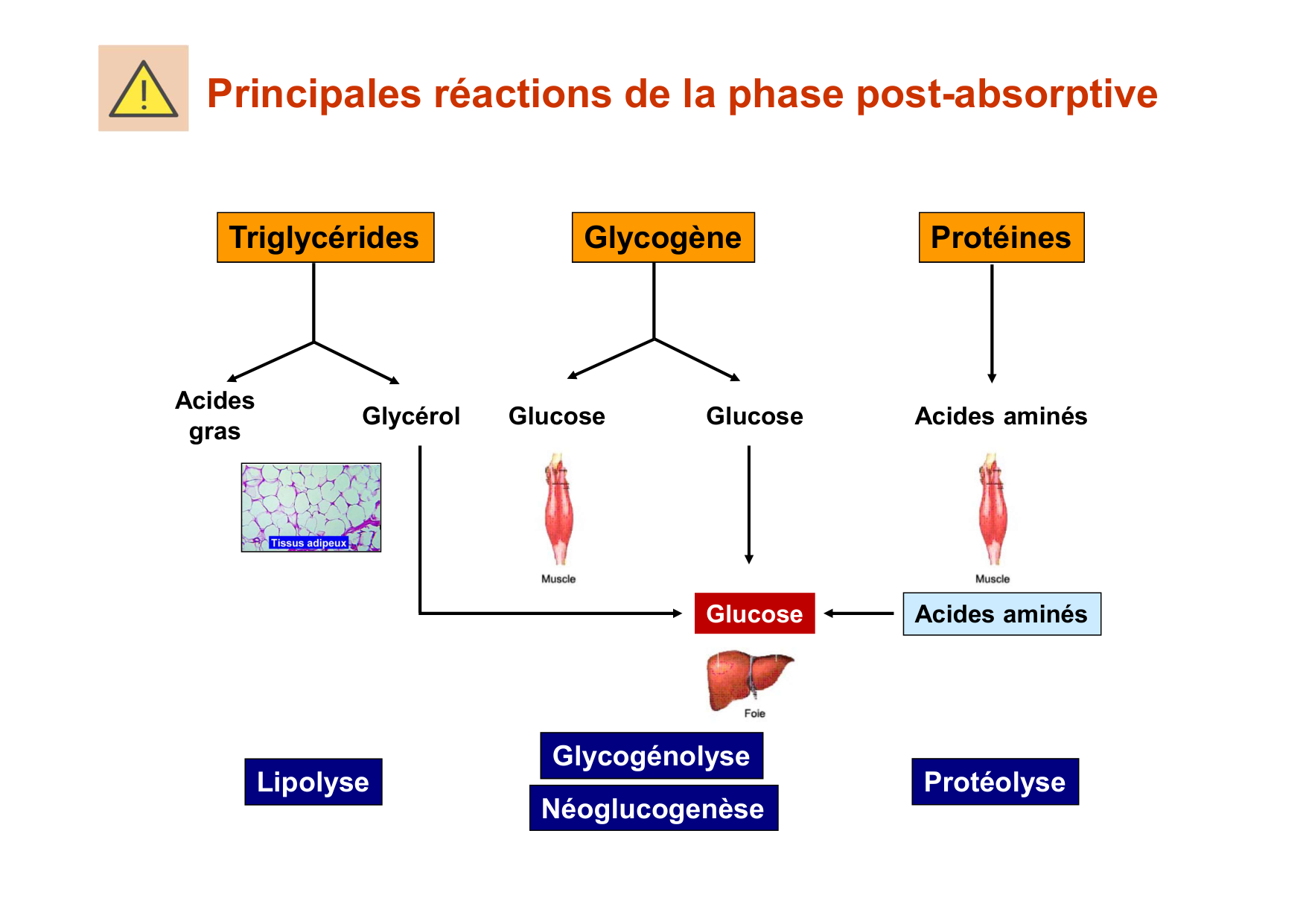 Régulation de la glycémie page 45