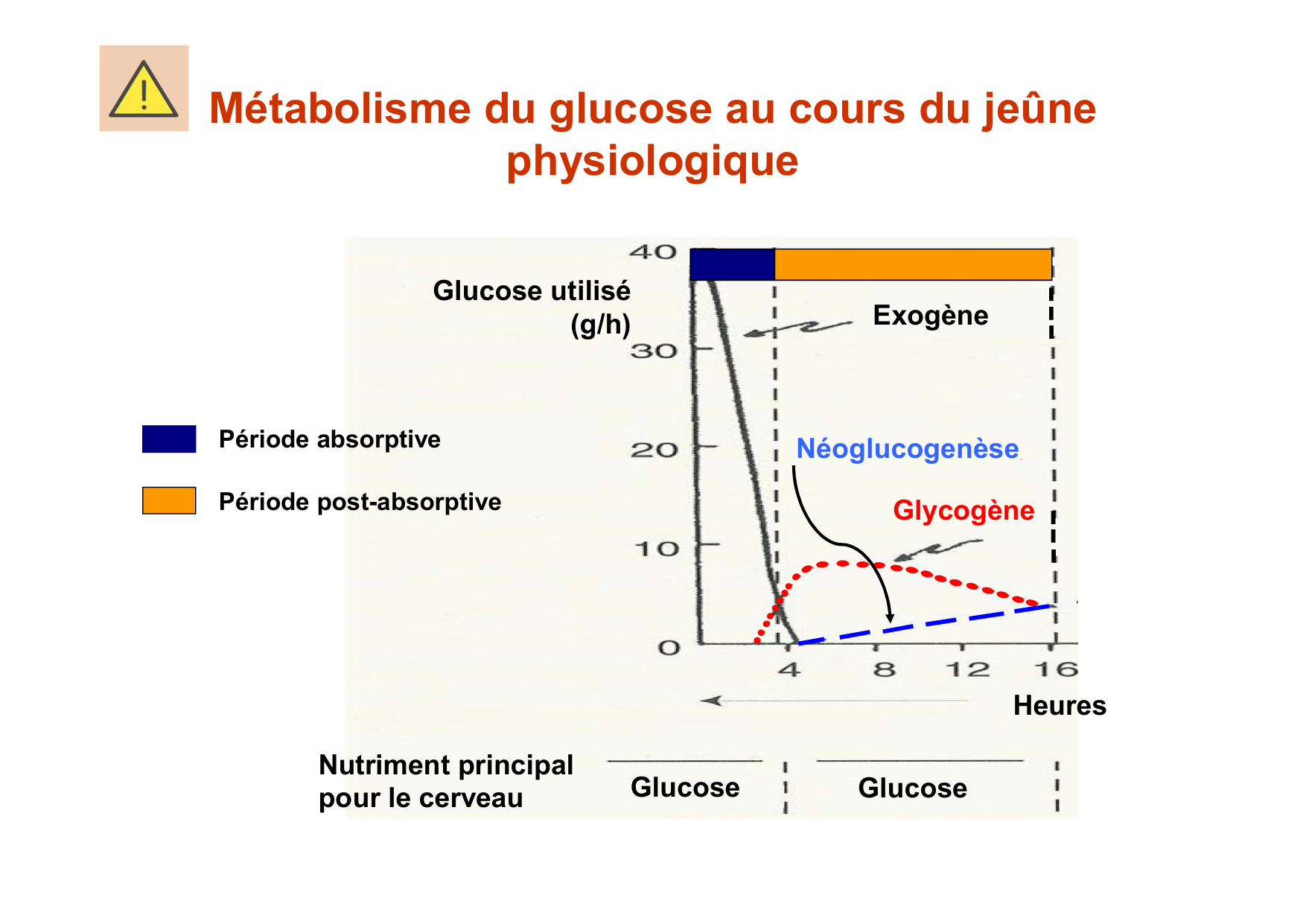 Régulation de la glycémie page 46