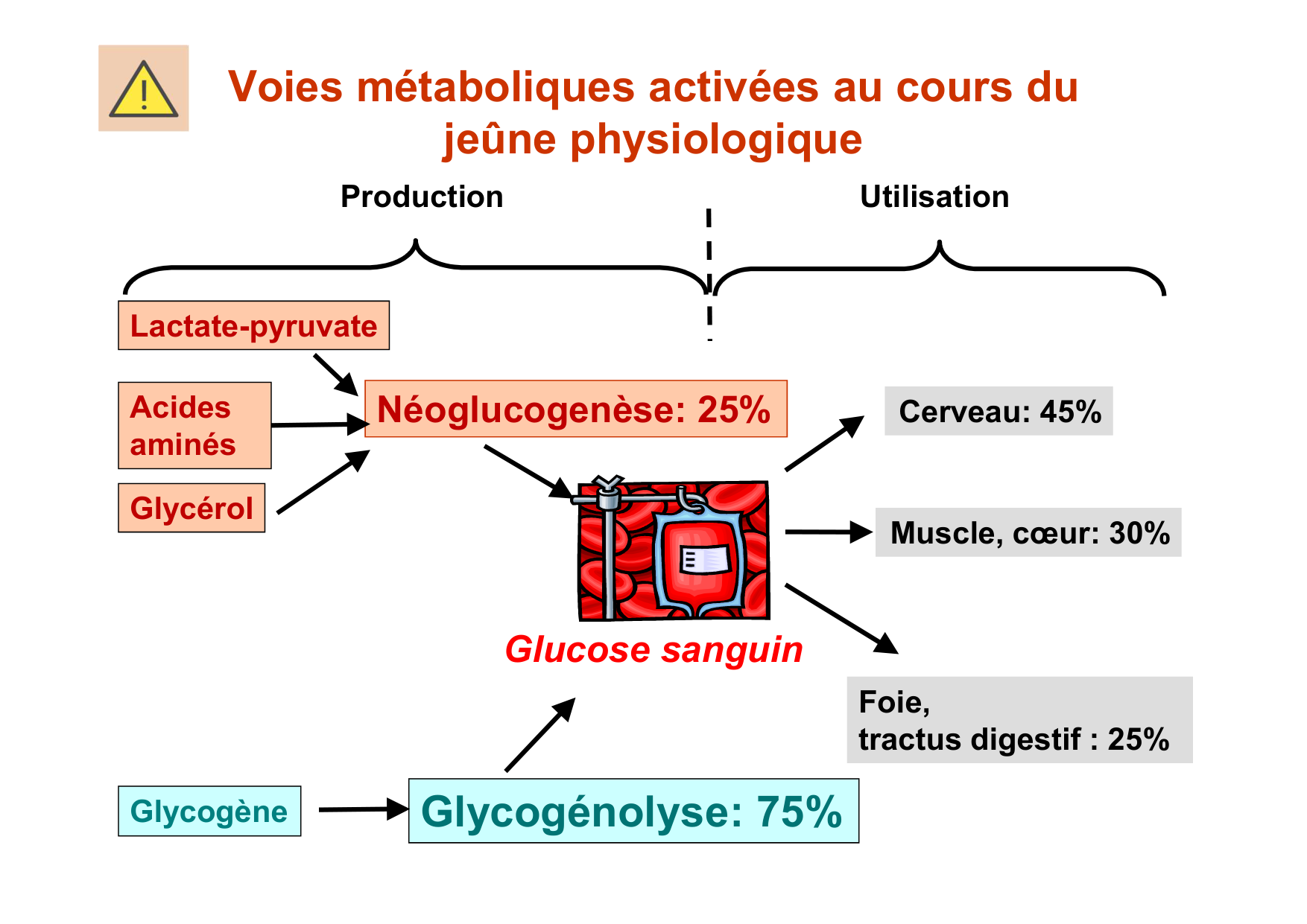 Régulation de la glycémie page 47