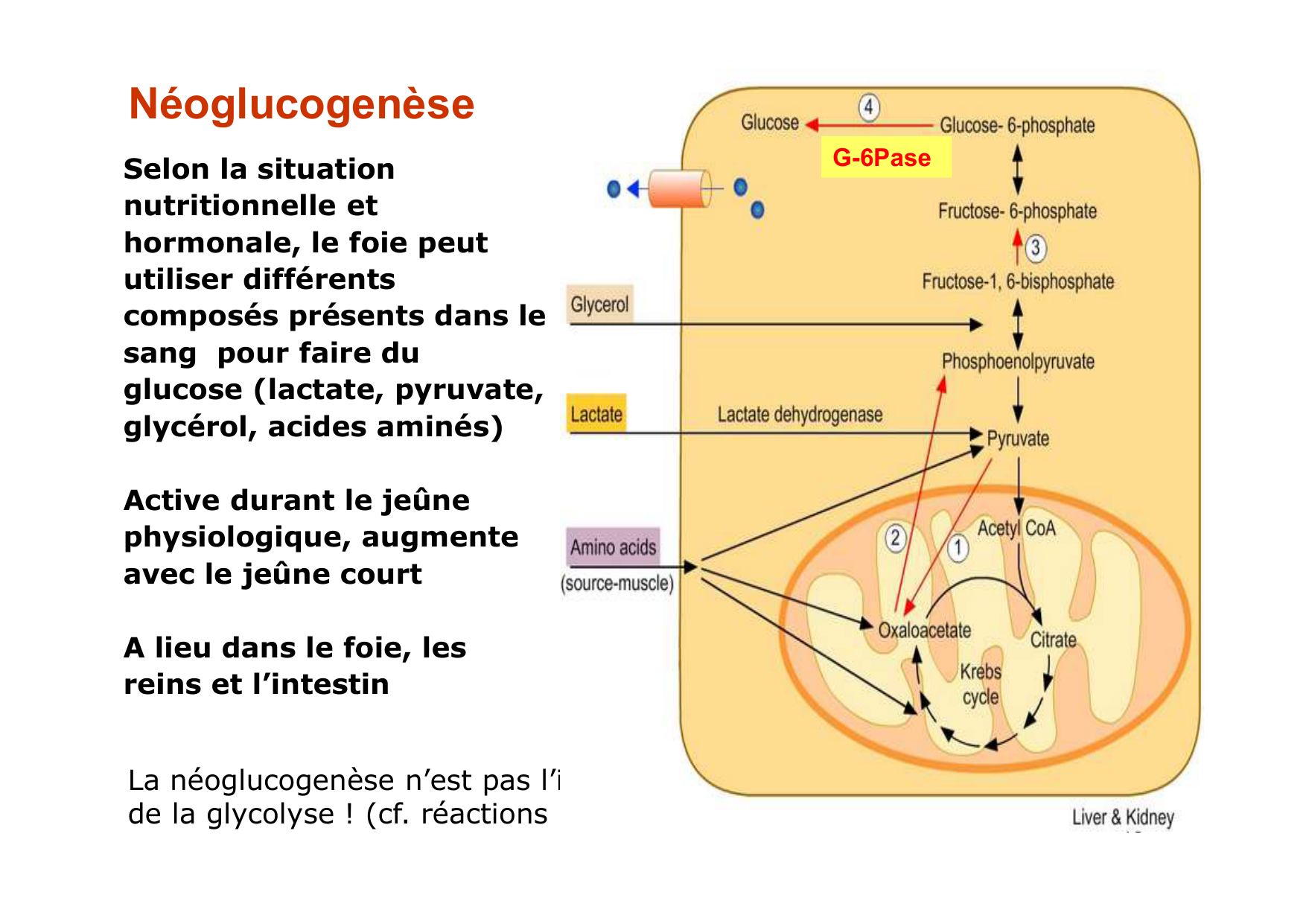 Régulation de la glycémie page 48