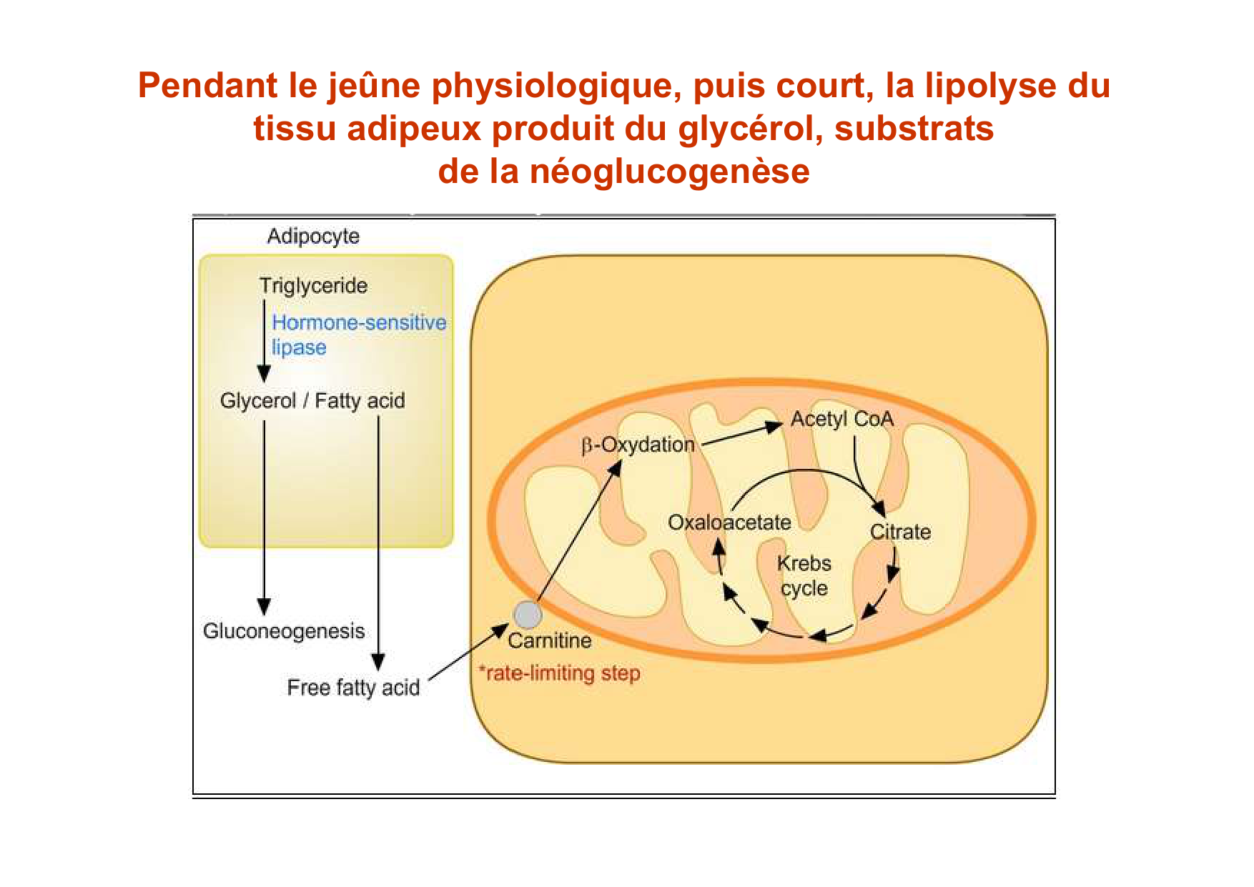 Régulation de la glycémie page 49