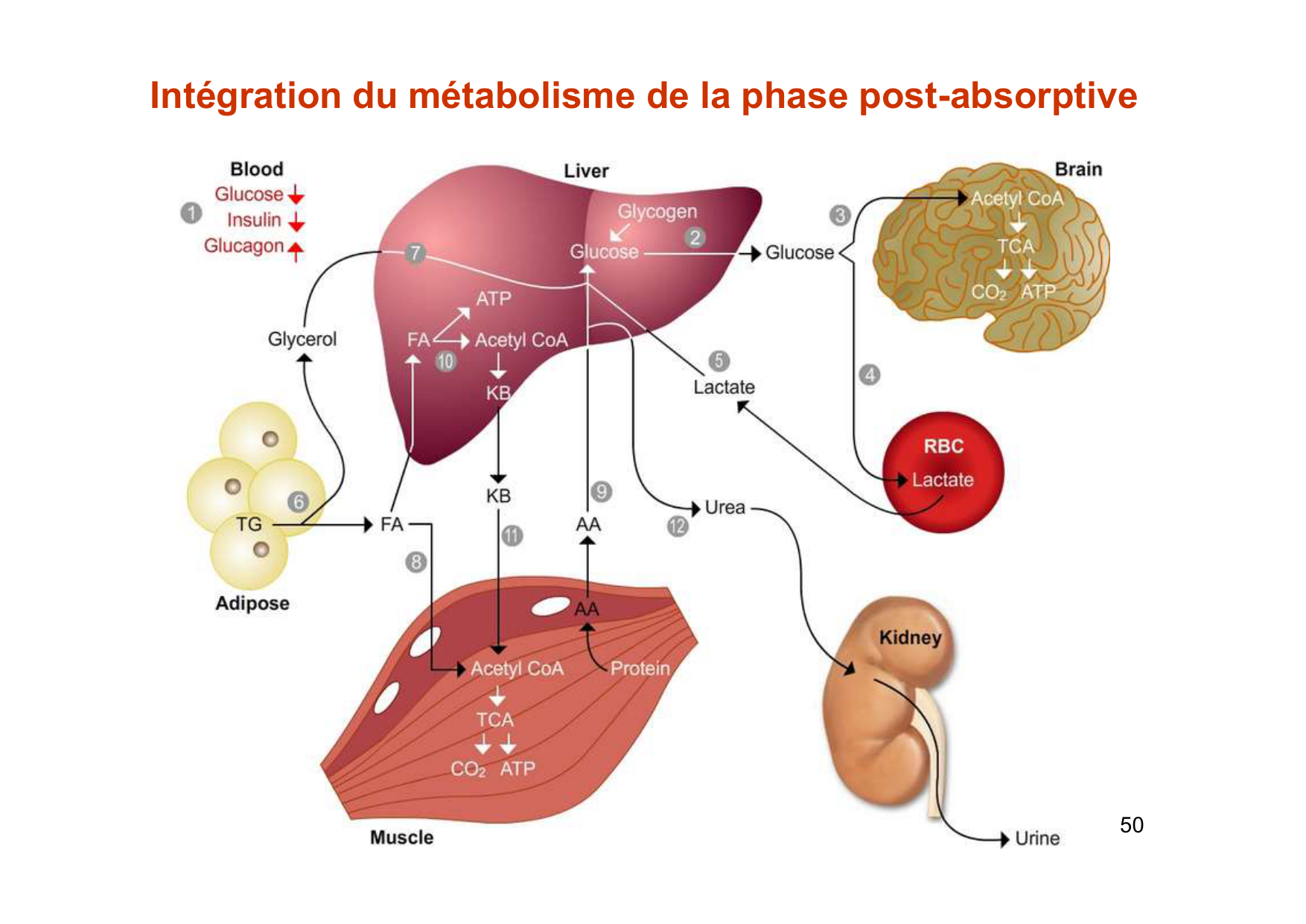 Régulation de la glycémie page 50