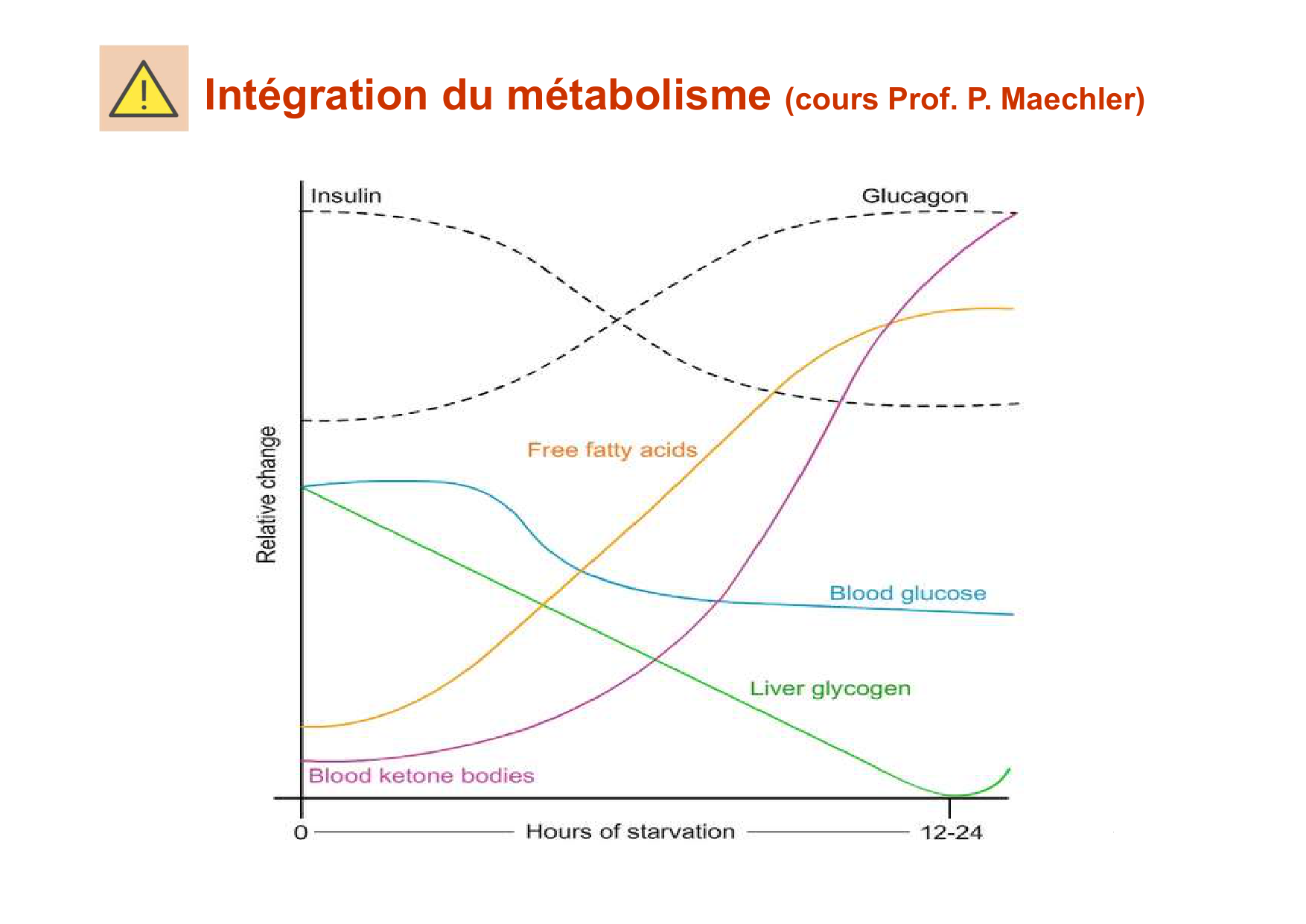 Régulation de la glycémie page 51