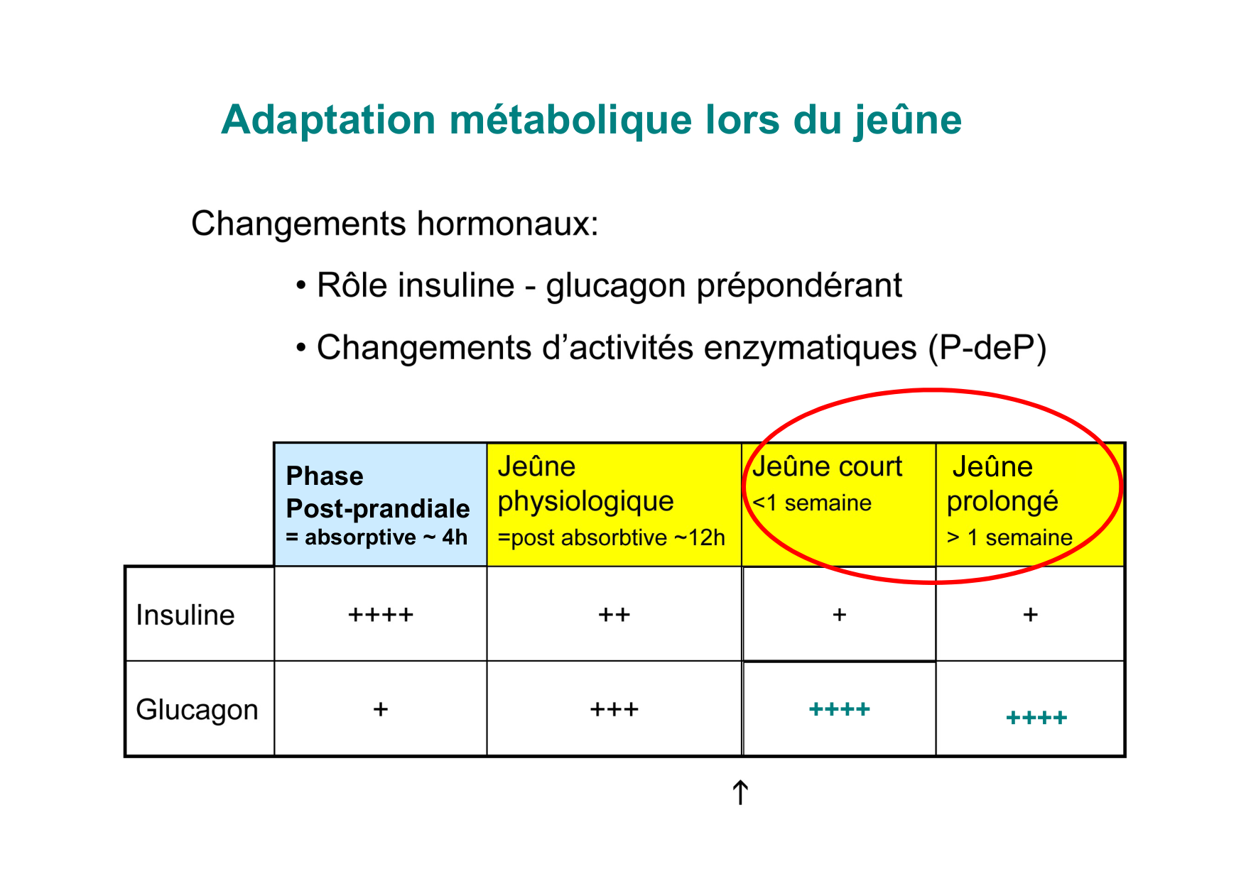 Régulation de la glycémie page 53