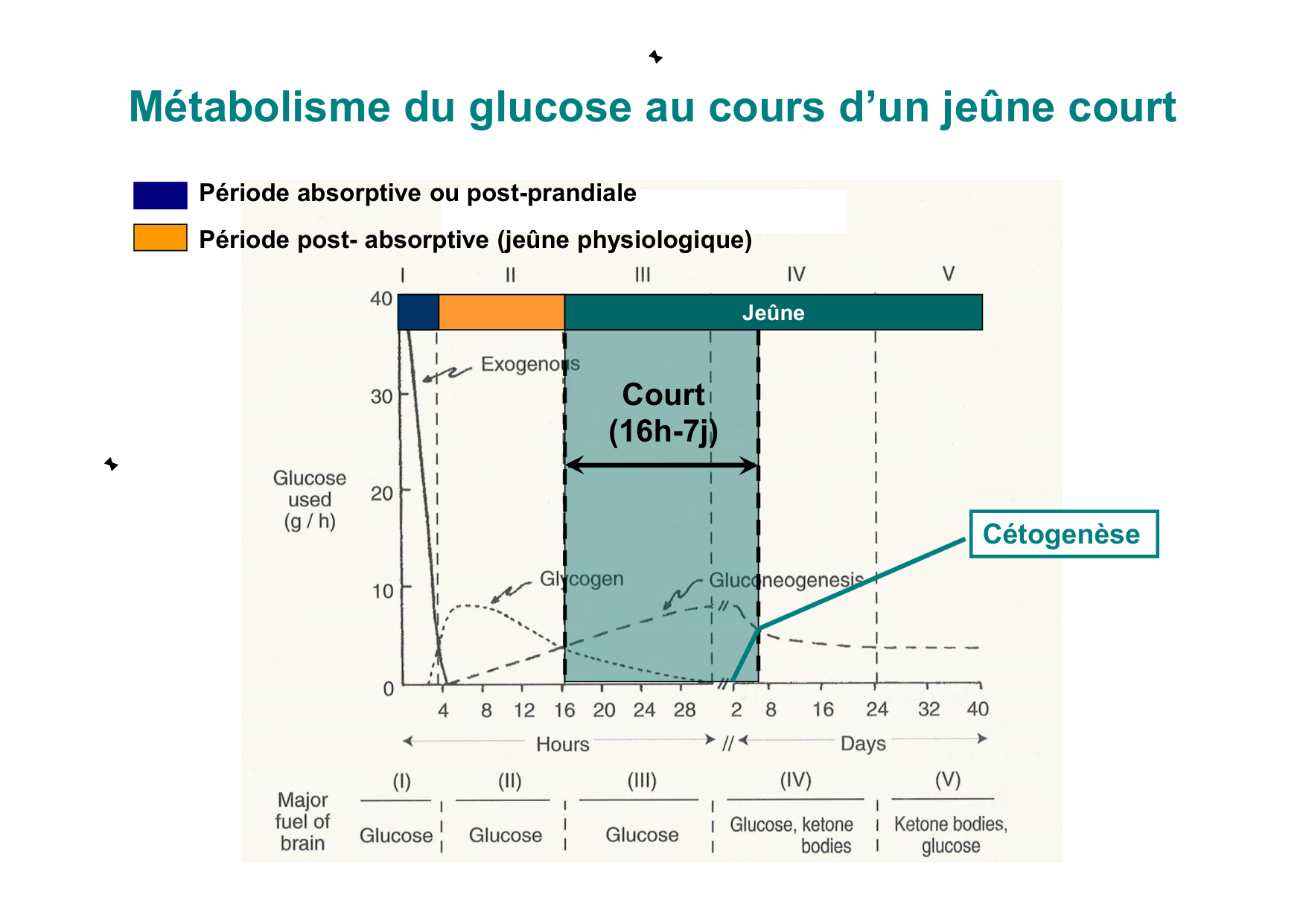 Régulation de la glycémie page 54