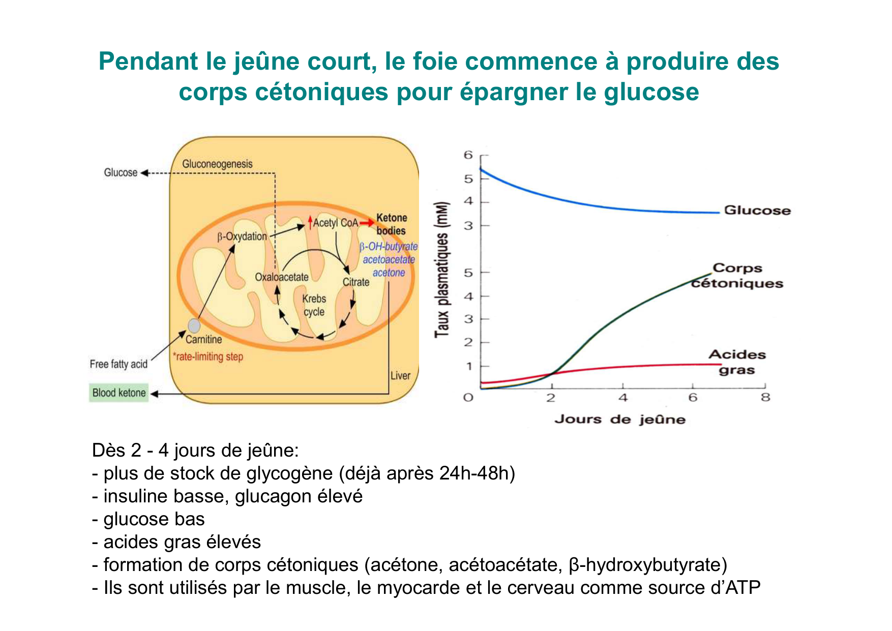Régulation de la glycémie page 55