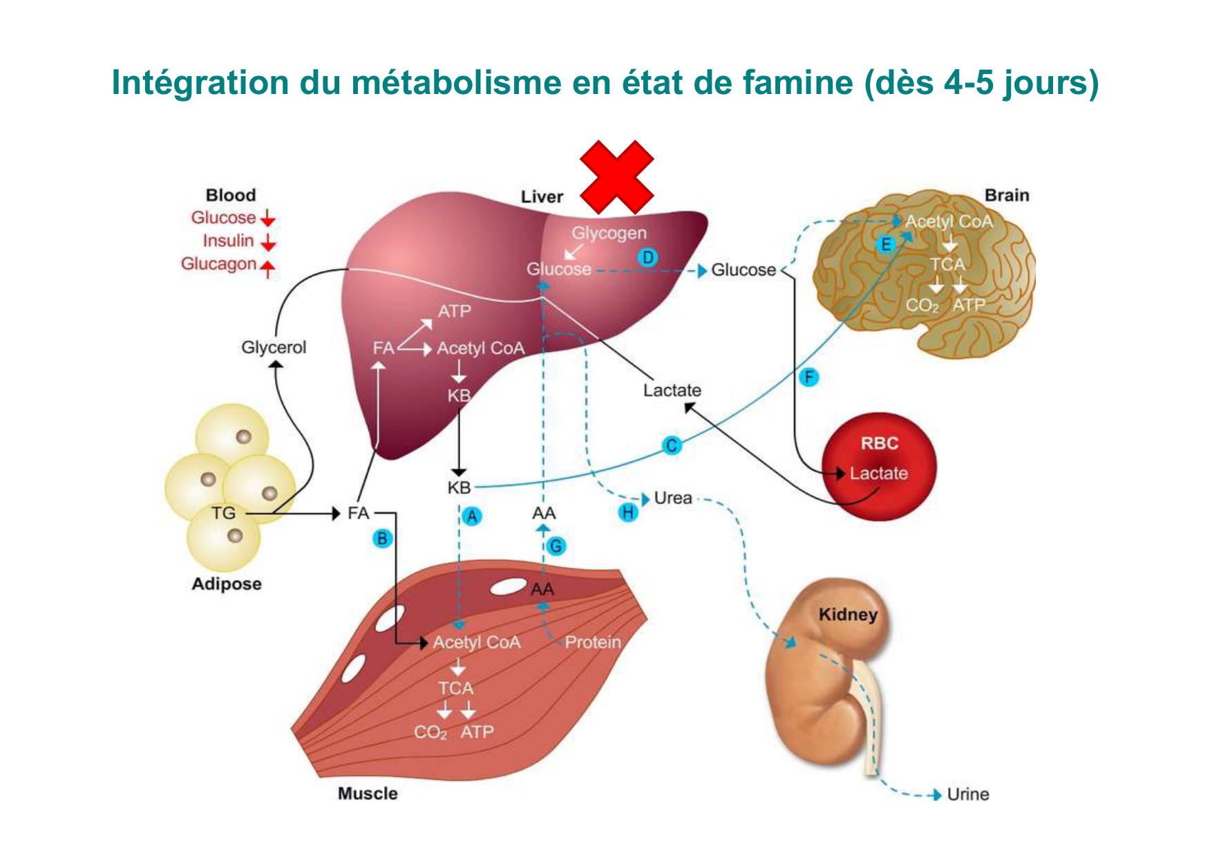 Régulation de la glycémie page 58
