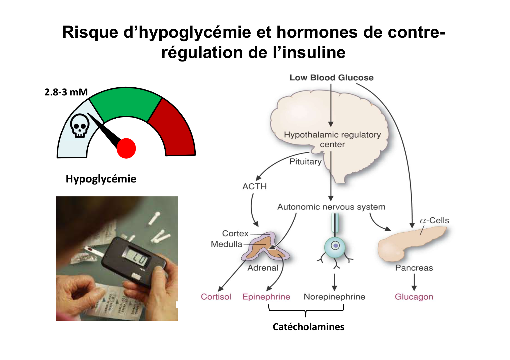 Régulation de la glycémie page 60