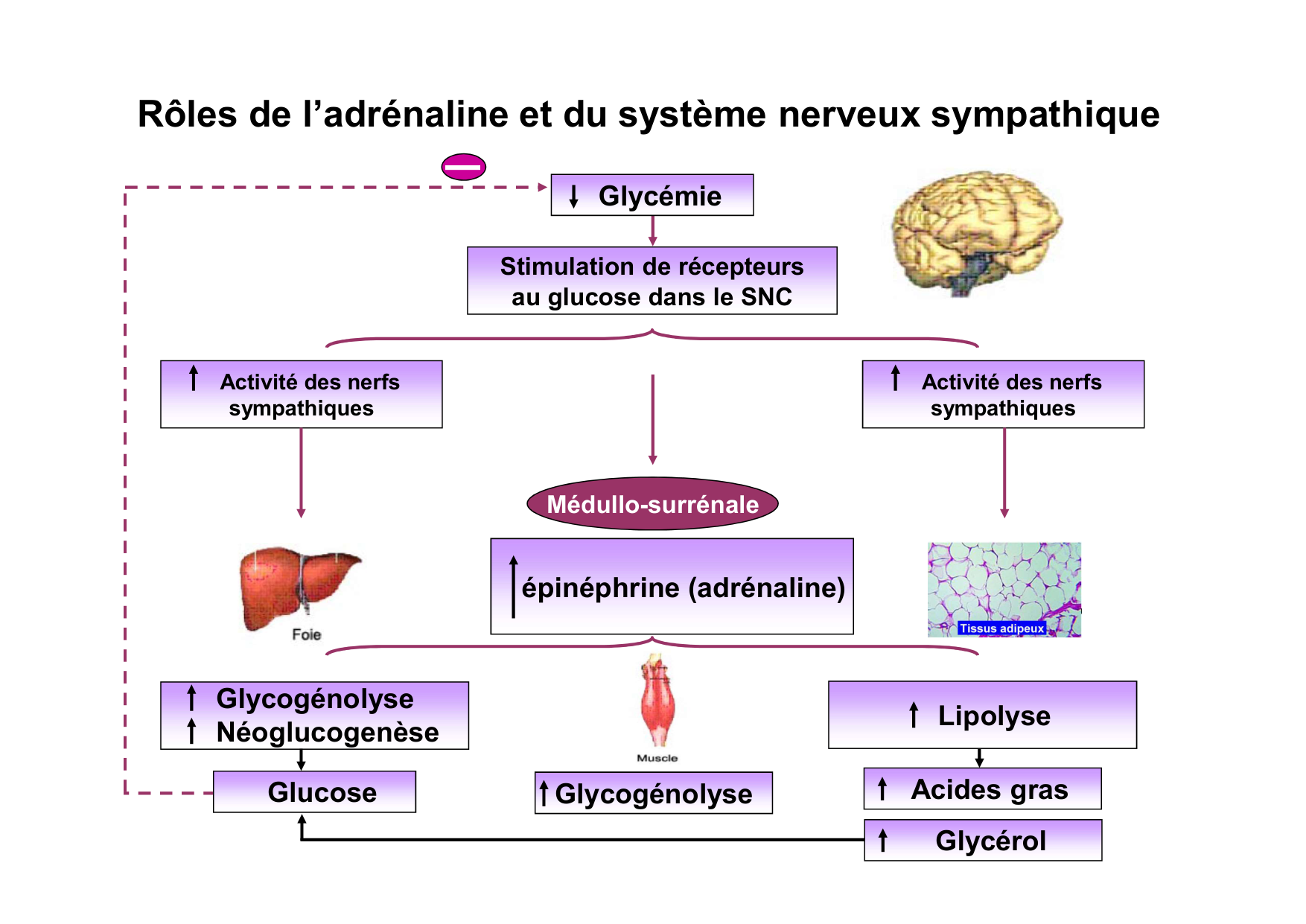 Régulation de la glycémie page 61
