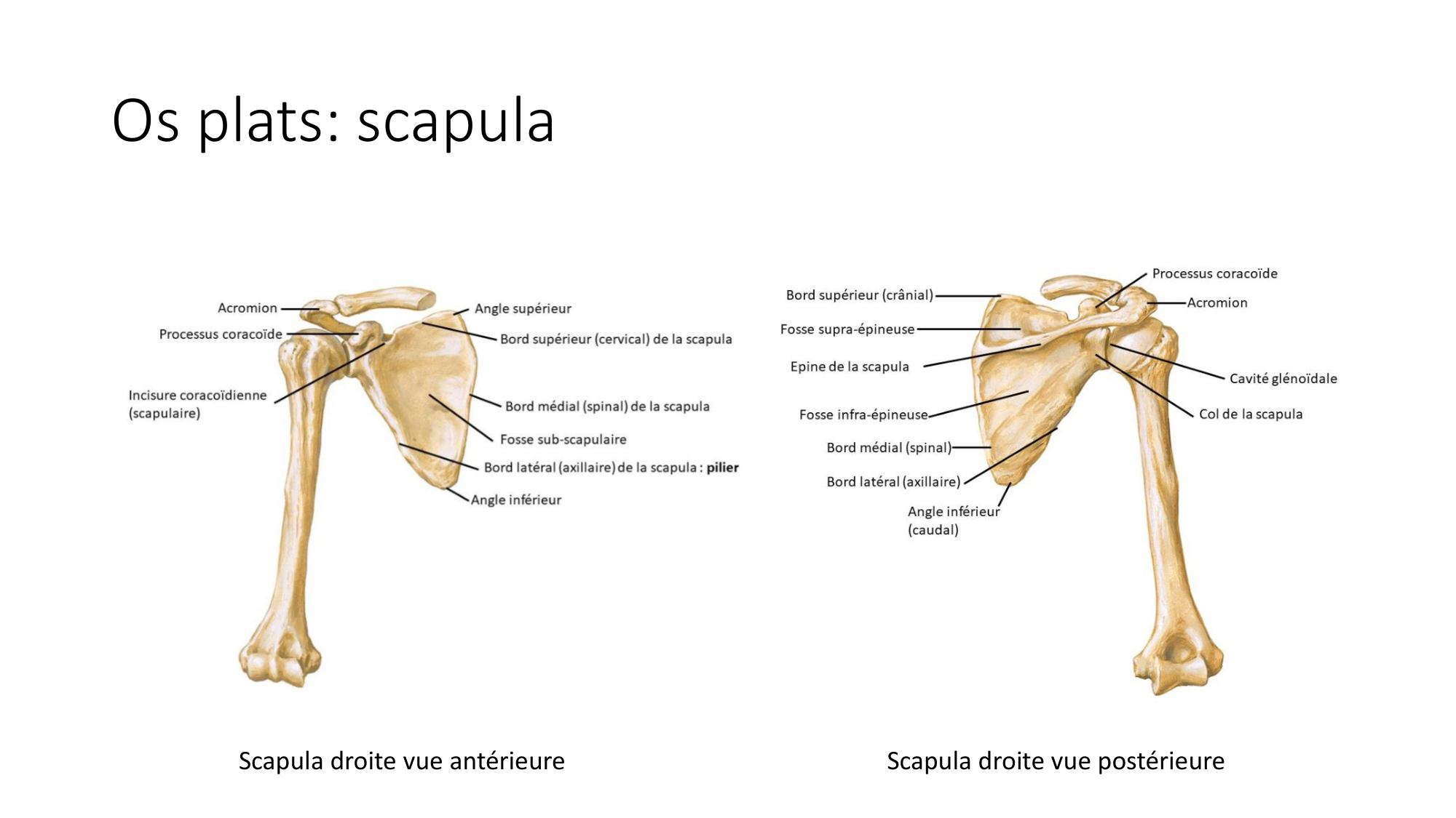 1 BA généralité ostéologie arthrologie 2025-26 page 4