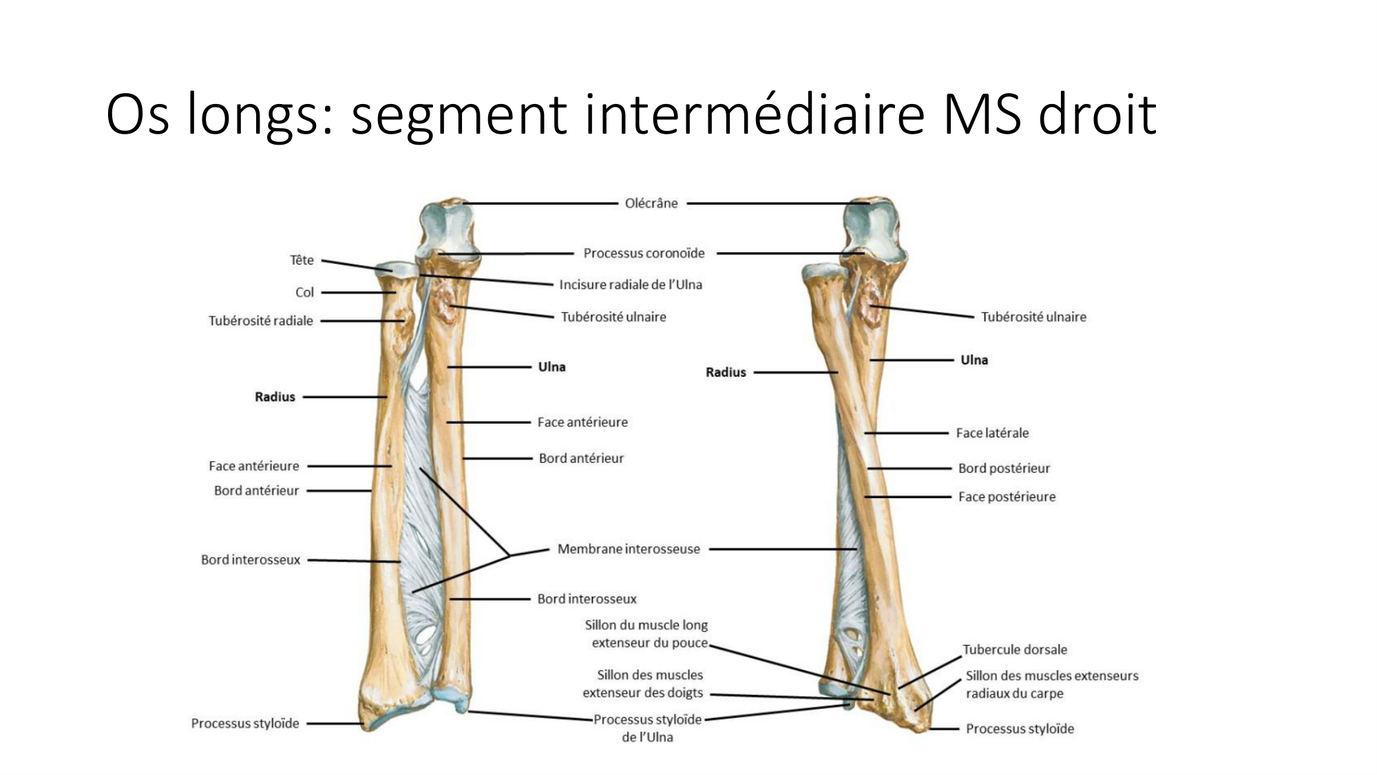 1 BA généralité ostéologie arthrologie 2025-26 page 8