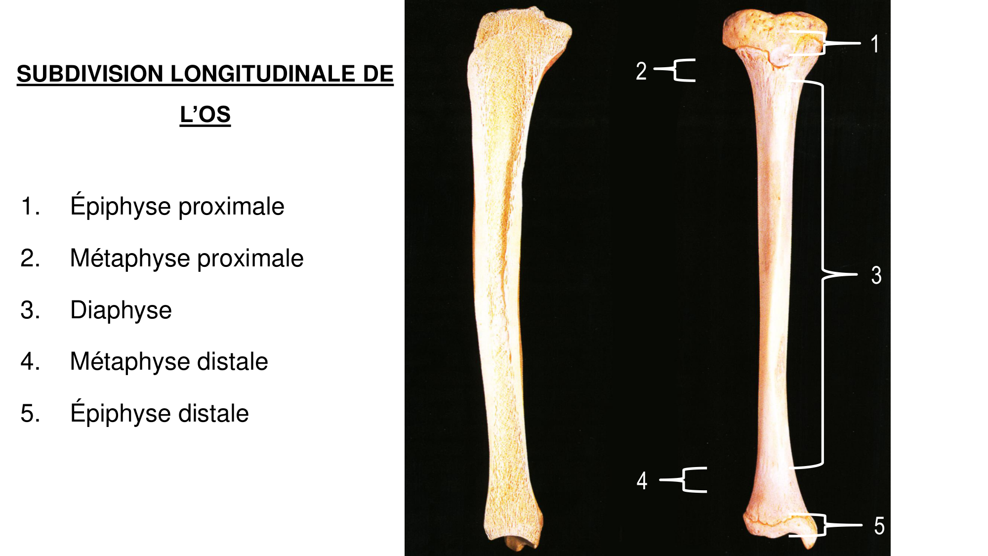 1 BA généralité ostéologie arthrologie 2025-26 page 11