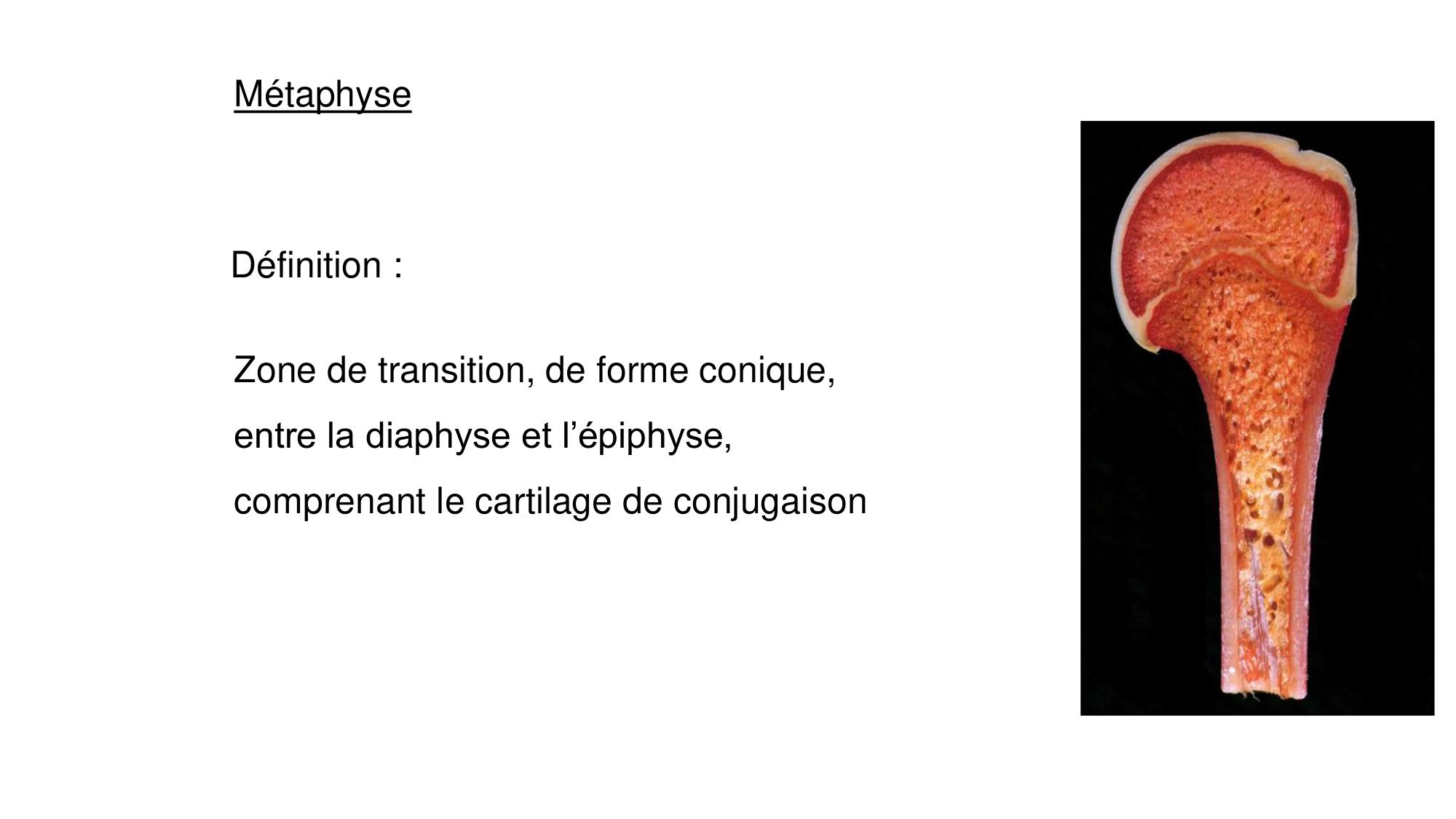 1 BA généralité ostéologie arthrologie 2025-26 page 13