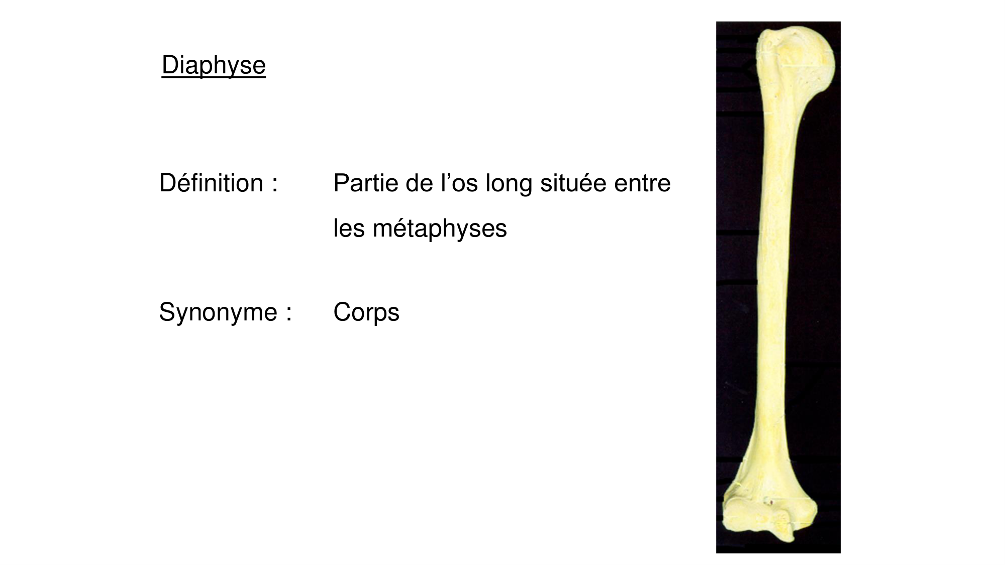 1 BA généralité ostéologie arthrologie 2025-26 page 14