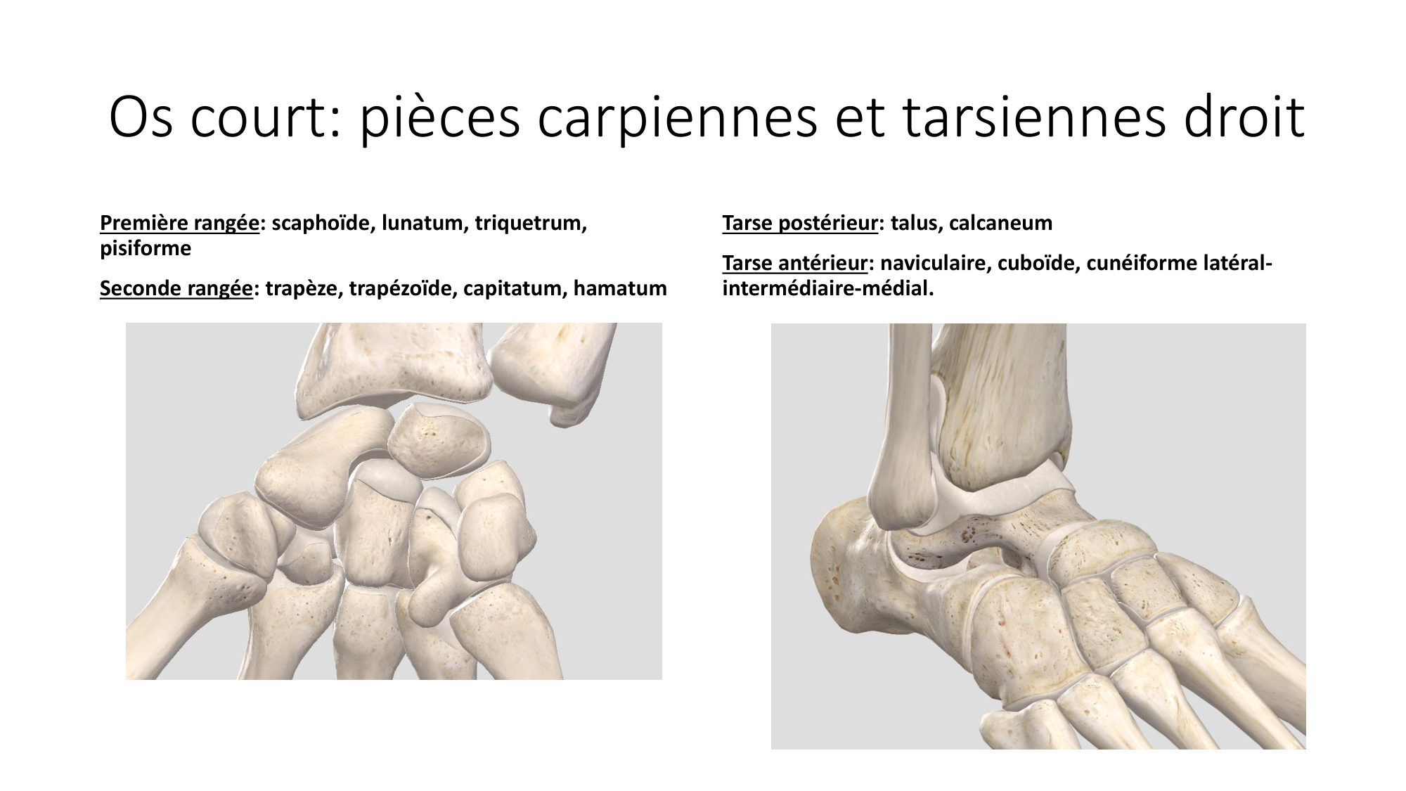 1 BA généralité ostéologie arthrologie 2025-26 page 15
