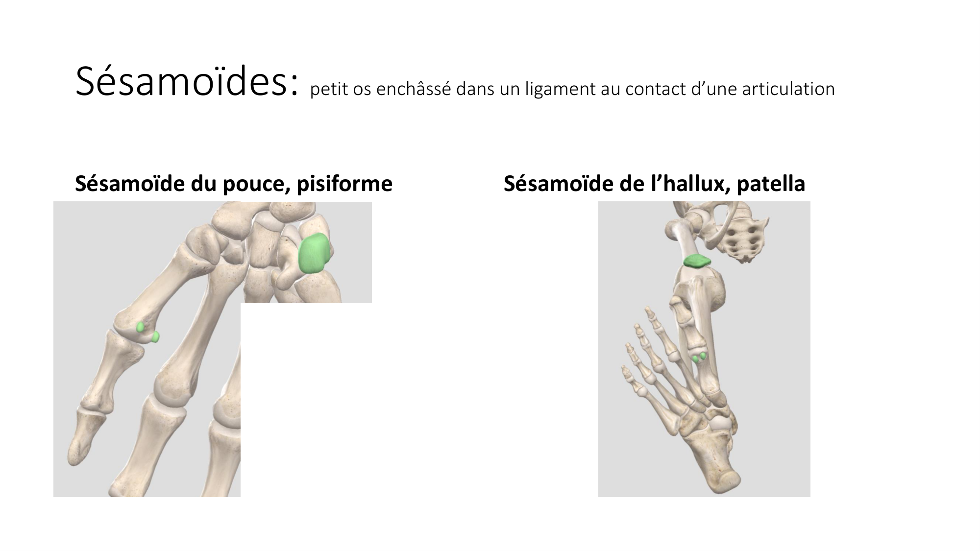1 BA généralité ostéologie arthrologie 2025-26 page 16